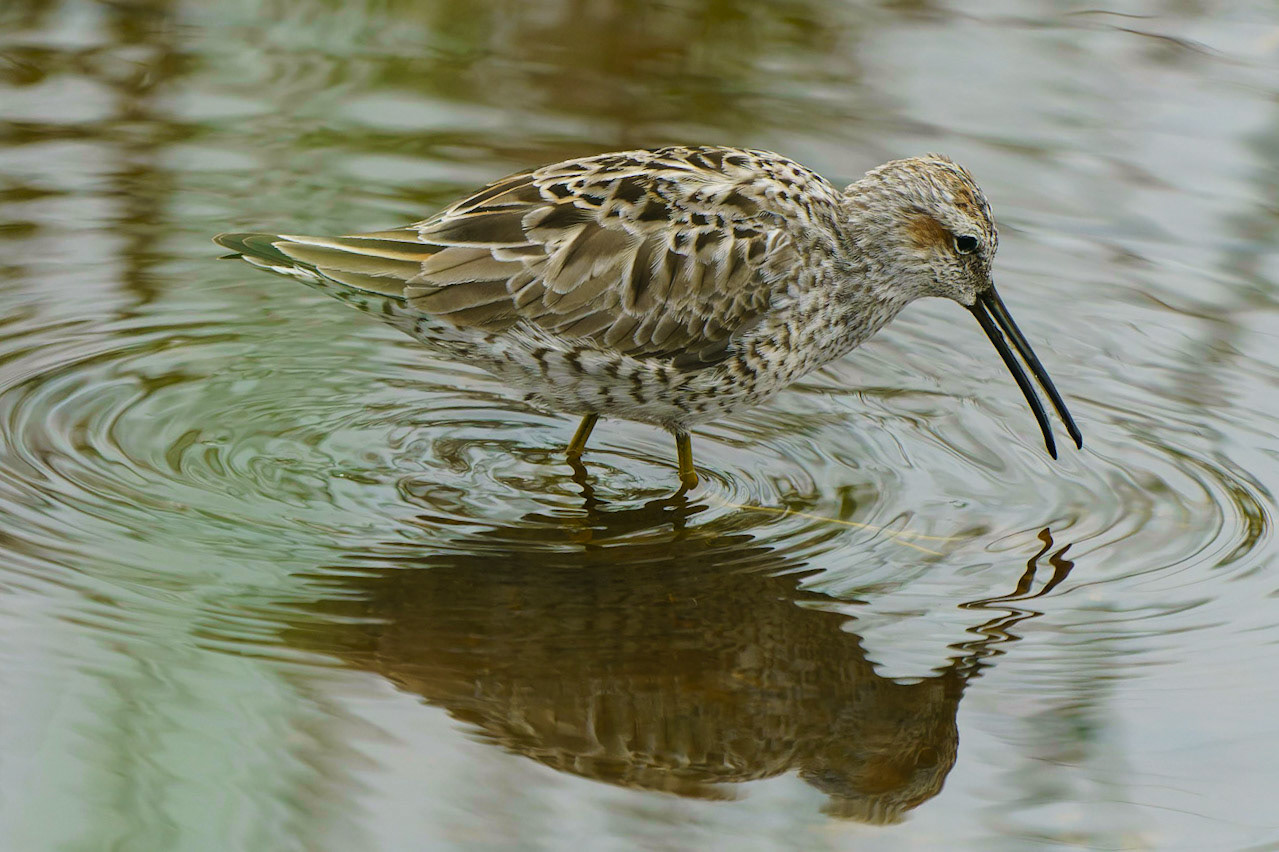 Stilt Sandpiper, Calidris himantopus