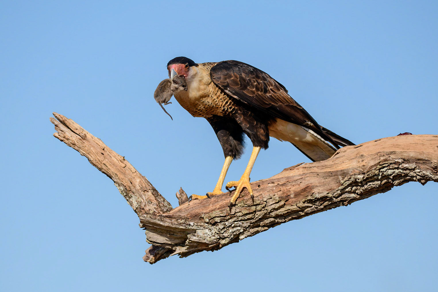 Crested Caracara, Caracara cheriway