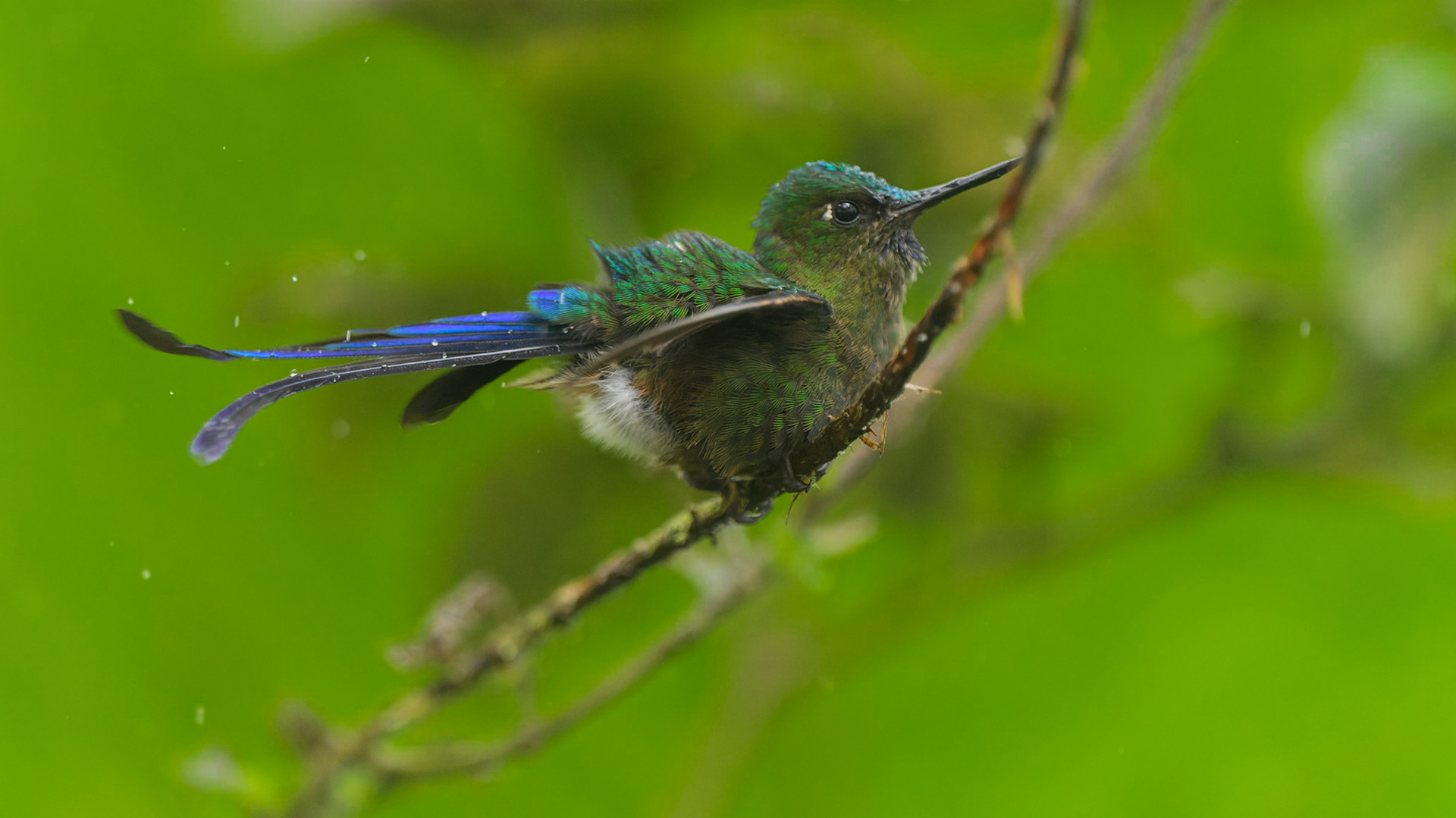 Violet-tailed Sylph, Aglaiocercus coelestis