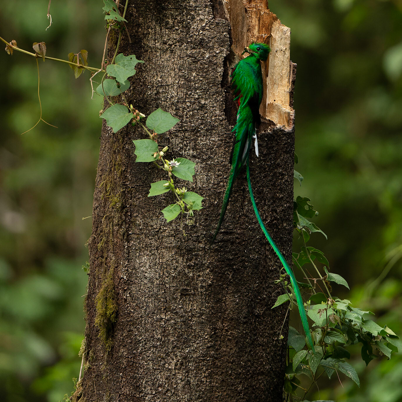 Resplendent Quetzal, Pharomachrus mocinno