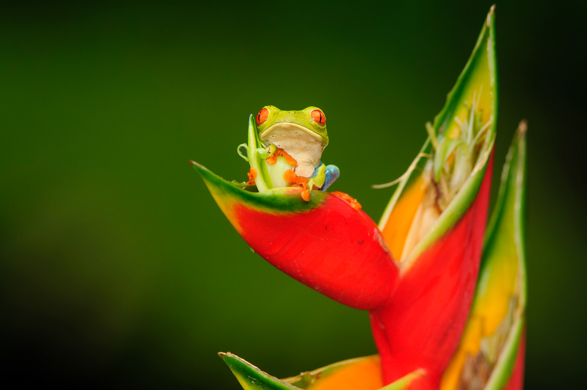 Red-eyed Treefrog, Agalychnis callidryas. Heliconia orthotricha cv. Imperial