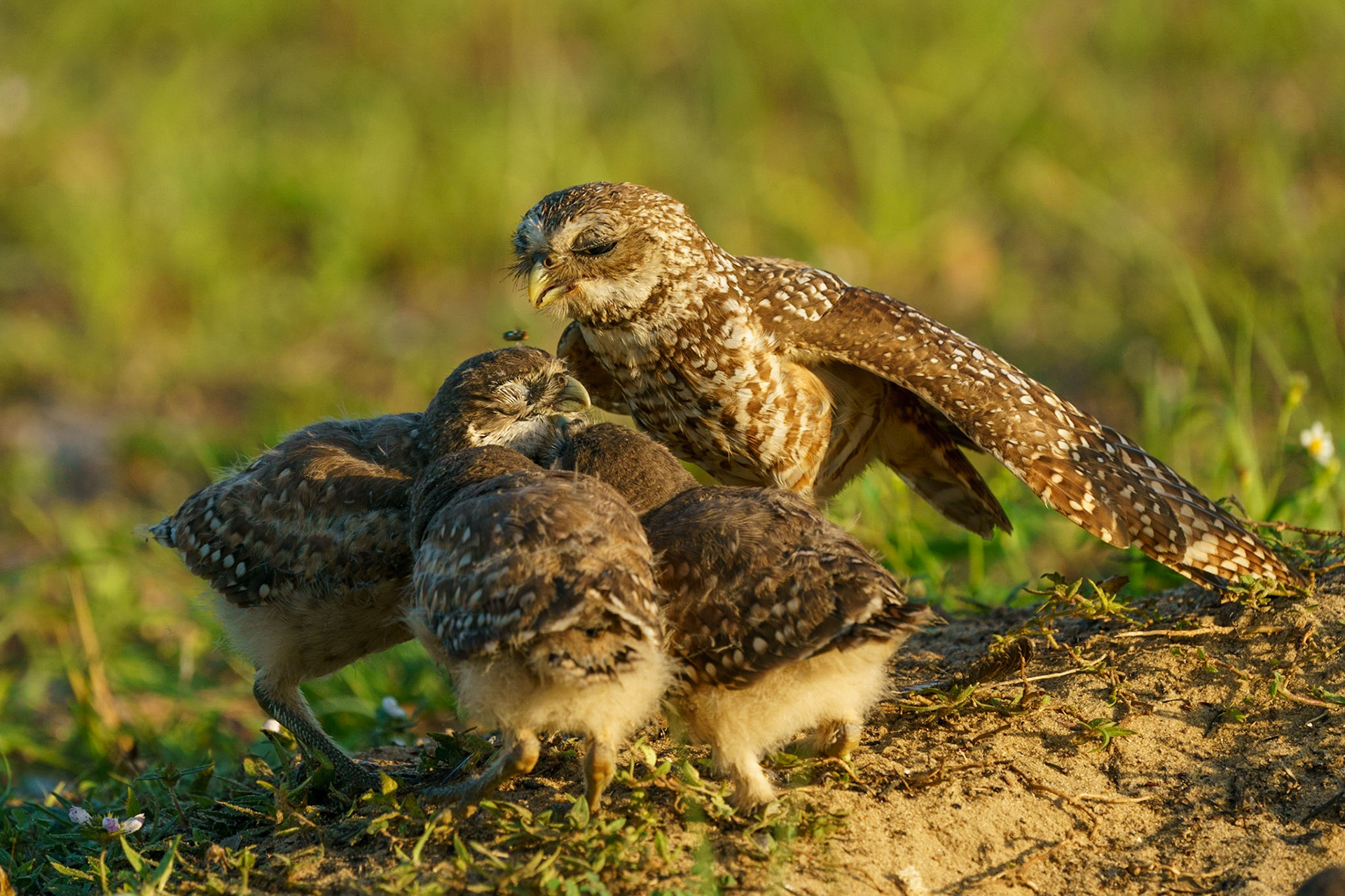 Burrowing Owl, Athene cunicularia