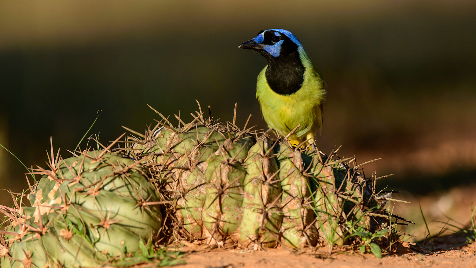 Green Jay, Cyanocorax yncas
