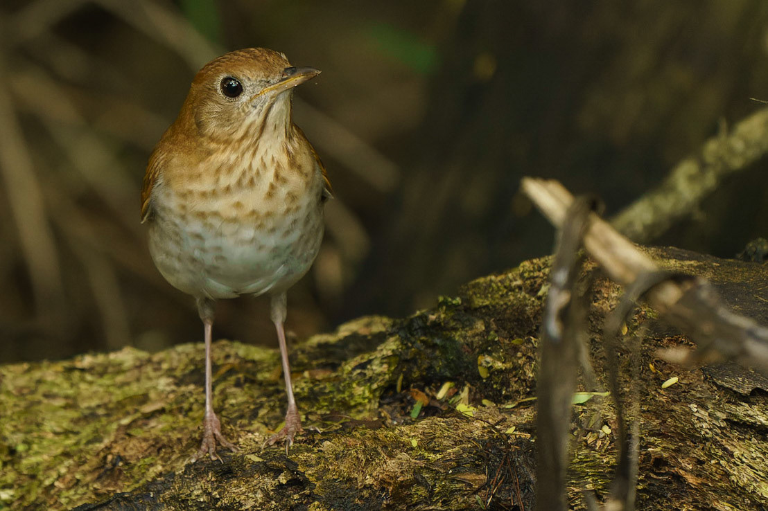Veery, Catharus fuscescens