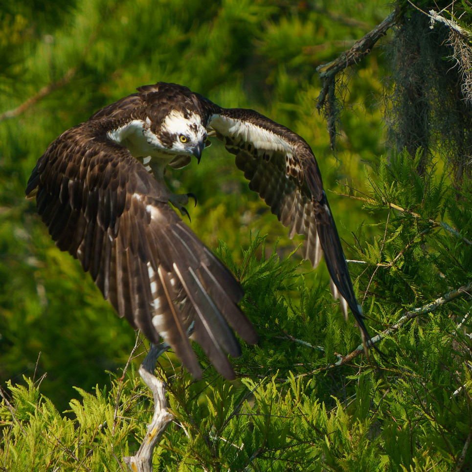 Osprey, Pandion haliaetus