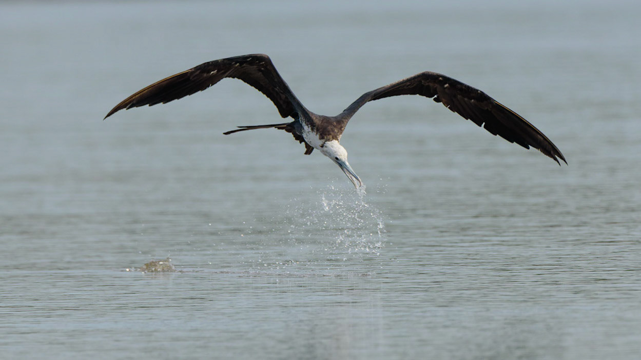 Magnificent Frigatebird, Fregata magnificens