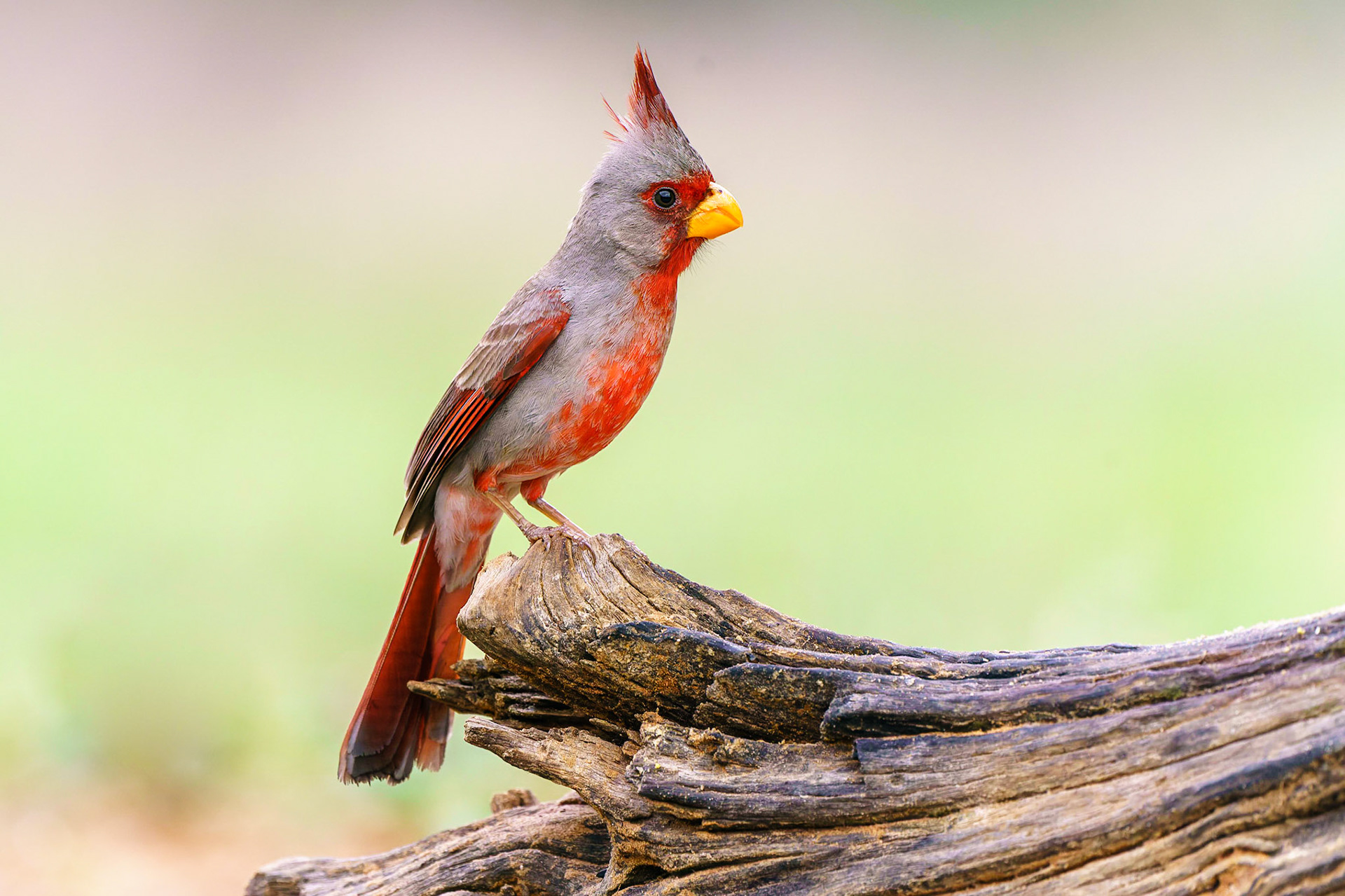 Pyrrhuloxia, Cardinalis sinuatus