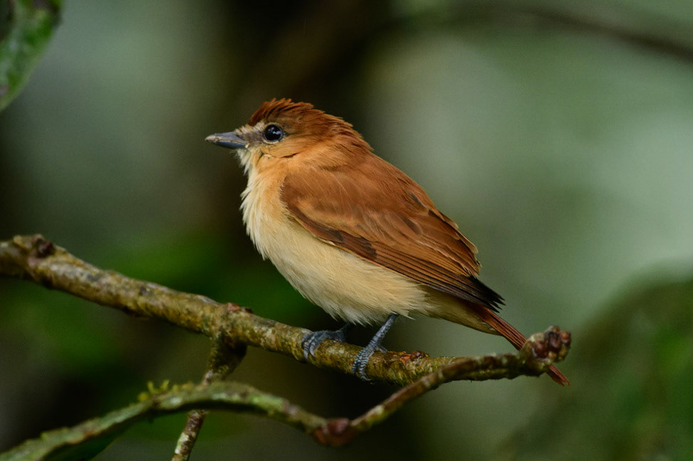 One-colored Becard, Pachyramphus homochrous