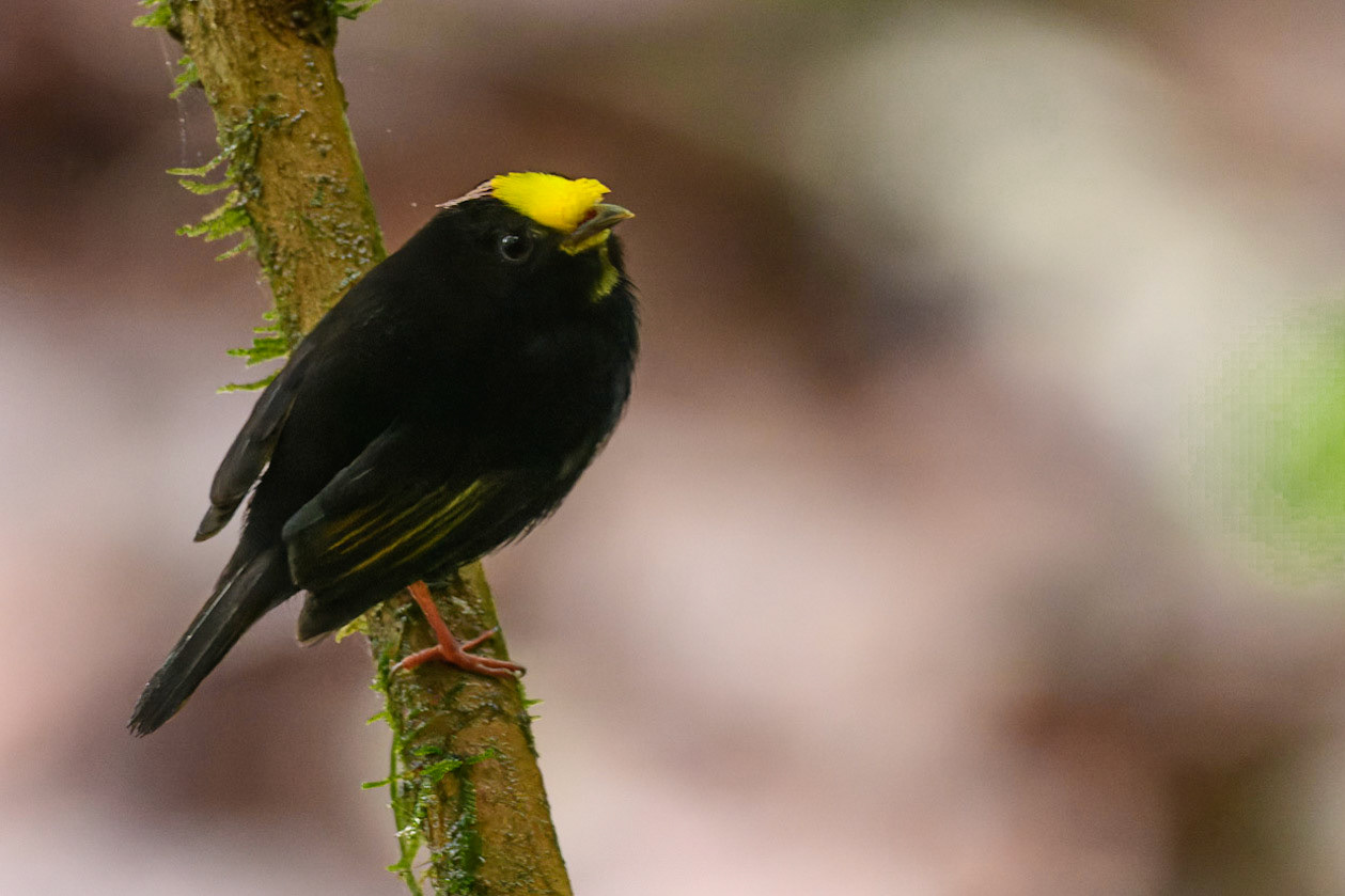 Golden-winged Manakin, Masius chrysopterus