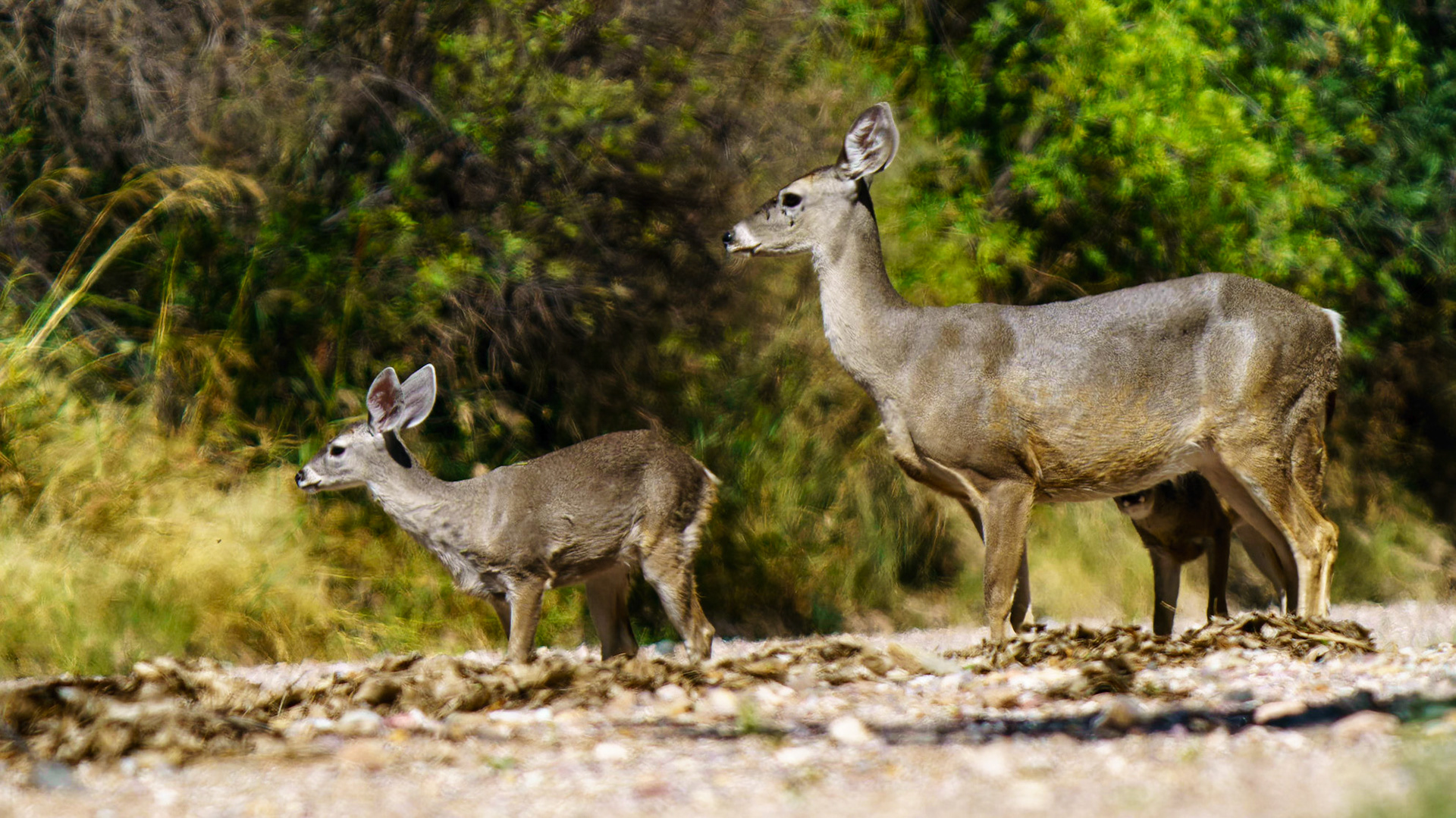 White-tailed Deer, Odocoileus virginianus