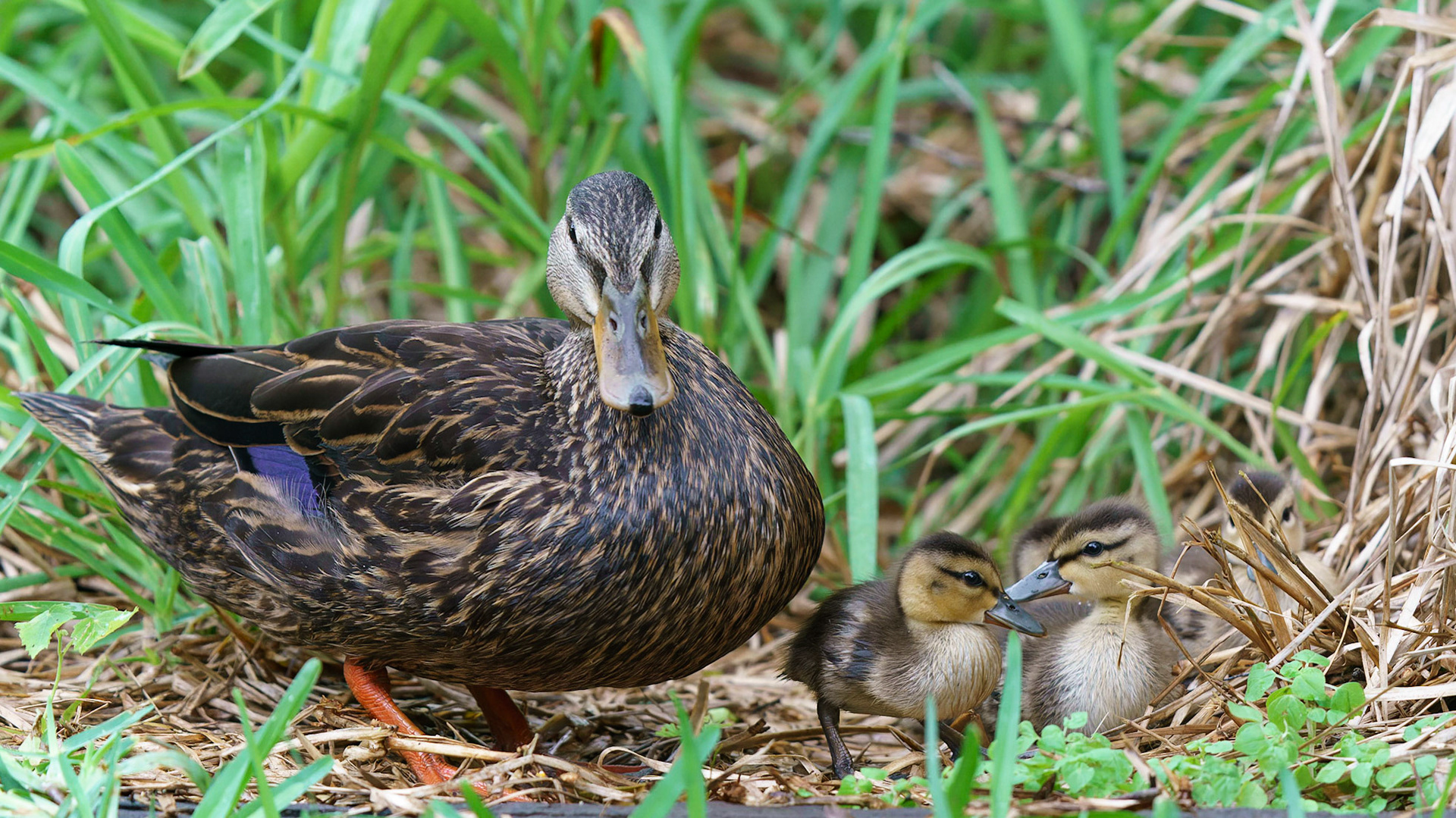 Mottled Duck, Anas fulvigula