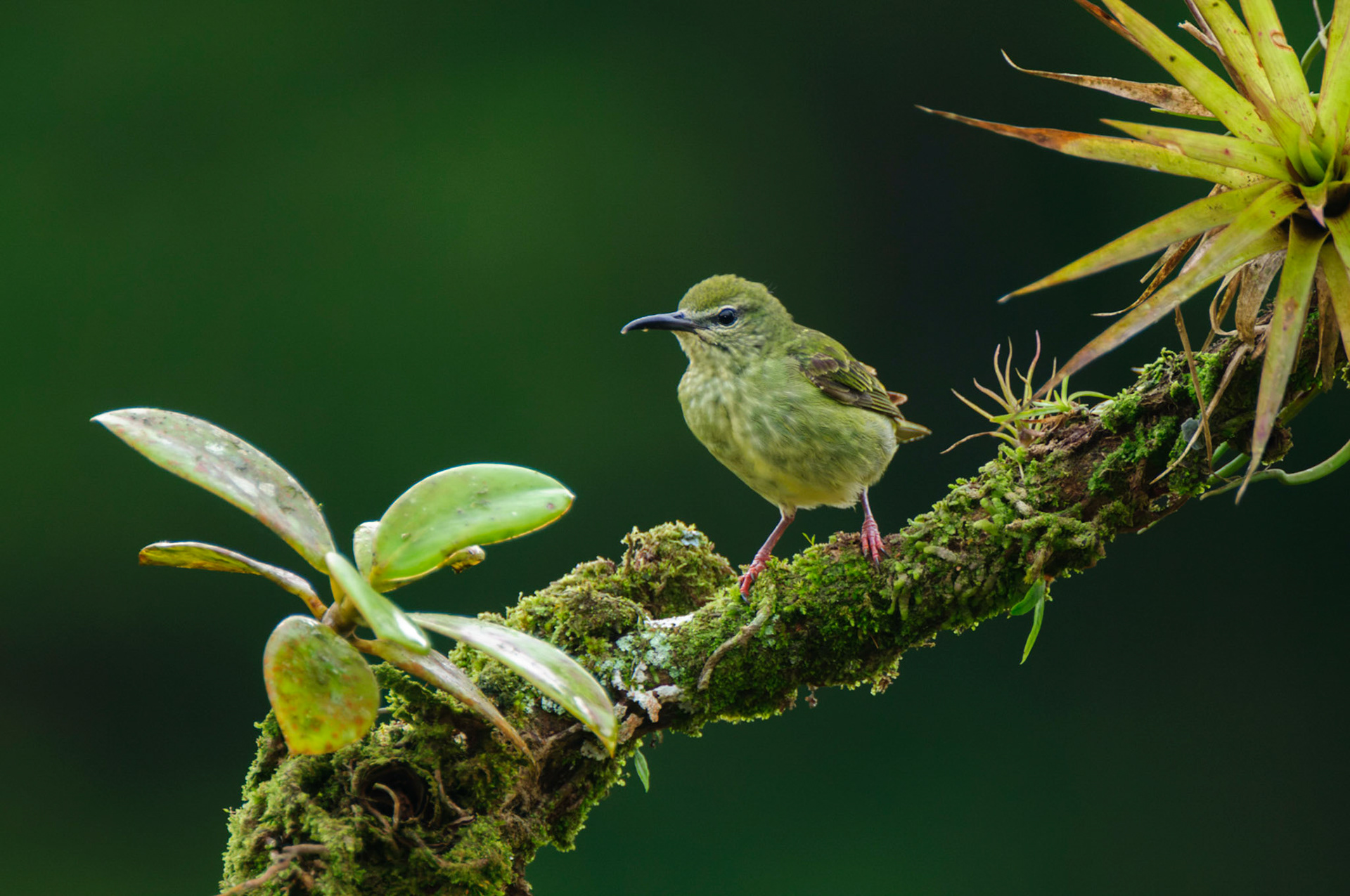 Red-legged Honeycreeper, Cyanerpes cyaneus