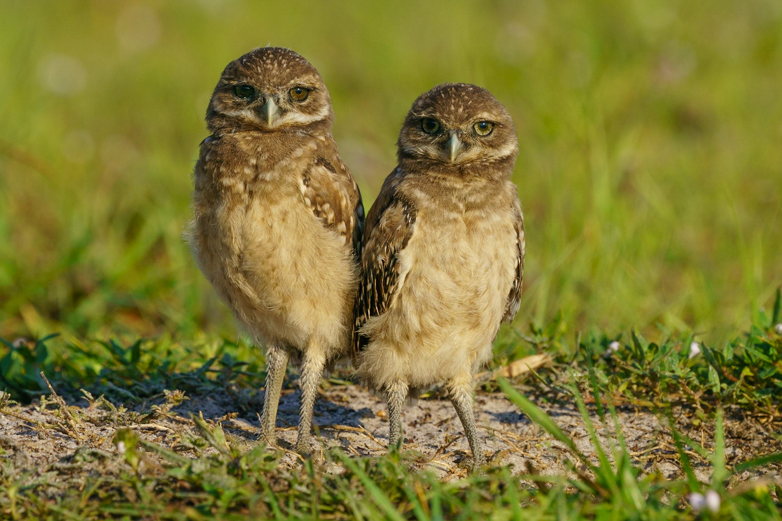 Burrowing Owl, Athene cunicularia