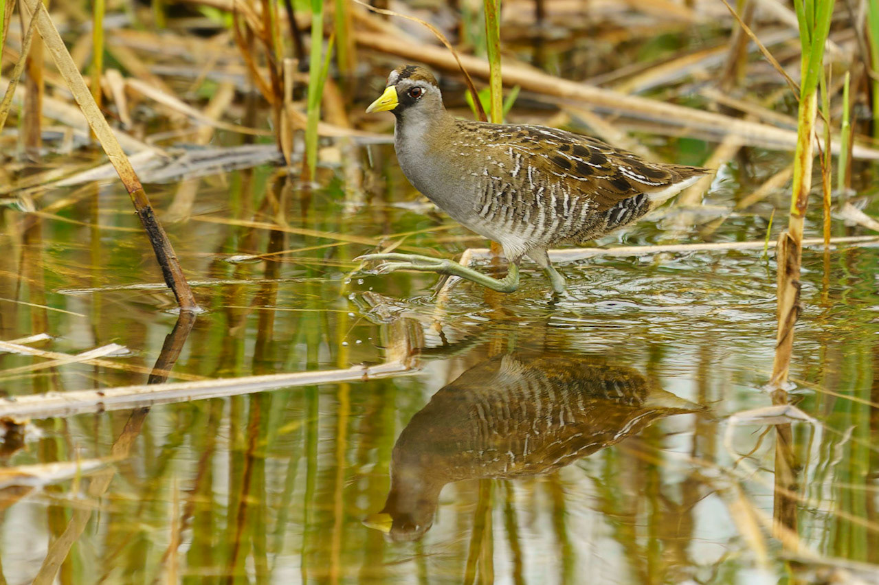 Sora, Porzana carolina