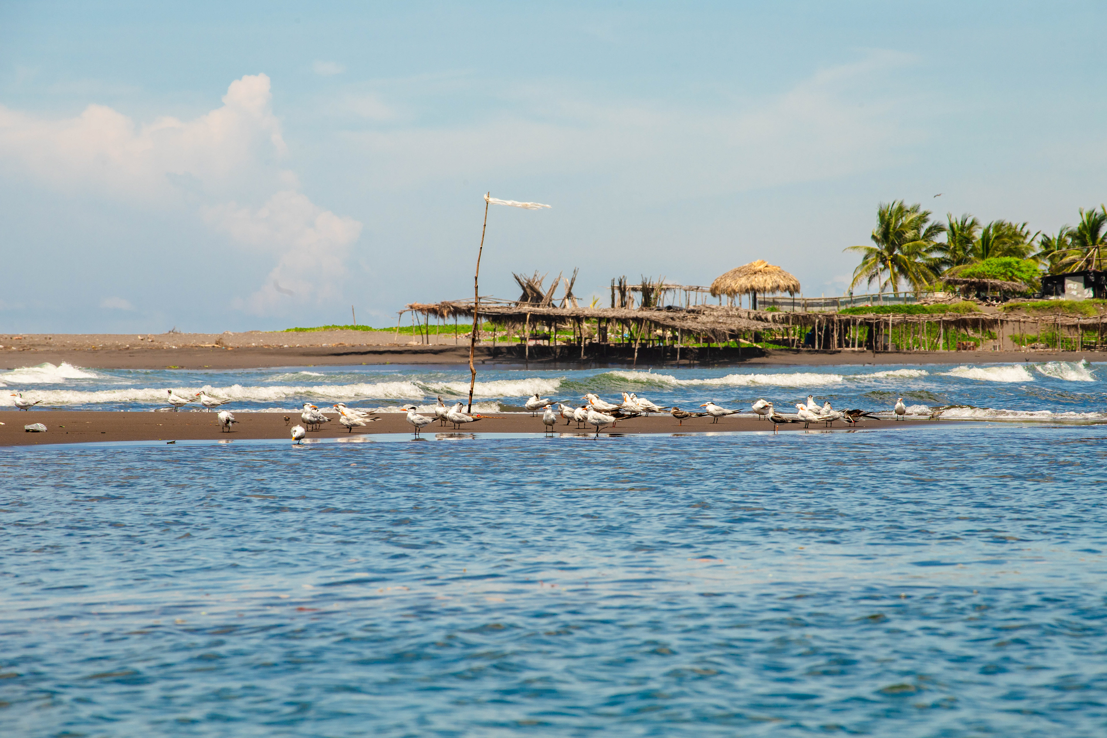 Exploring the rich biodiversity of Guatemala’s Chiquimulilla Canal, home to exotic birds, reptiles, and lush mangroves—an ideal spot for eco-tourism and wildlife photography. 🦜🐊