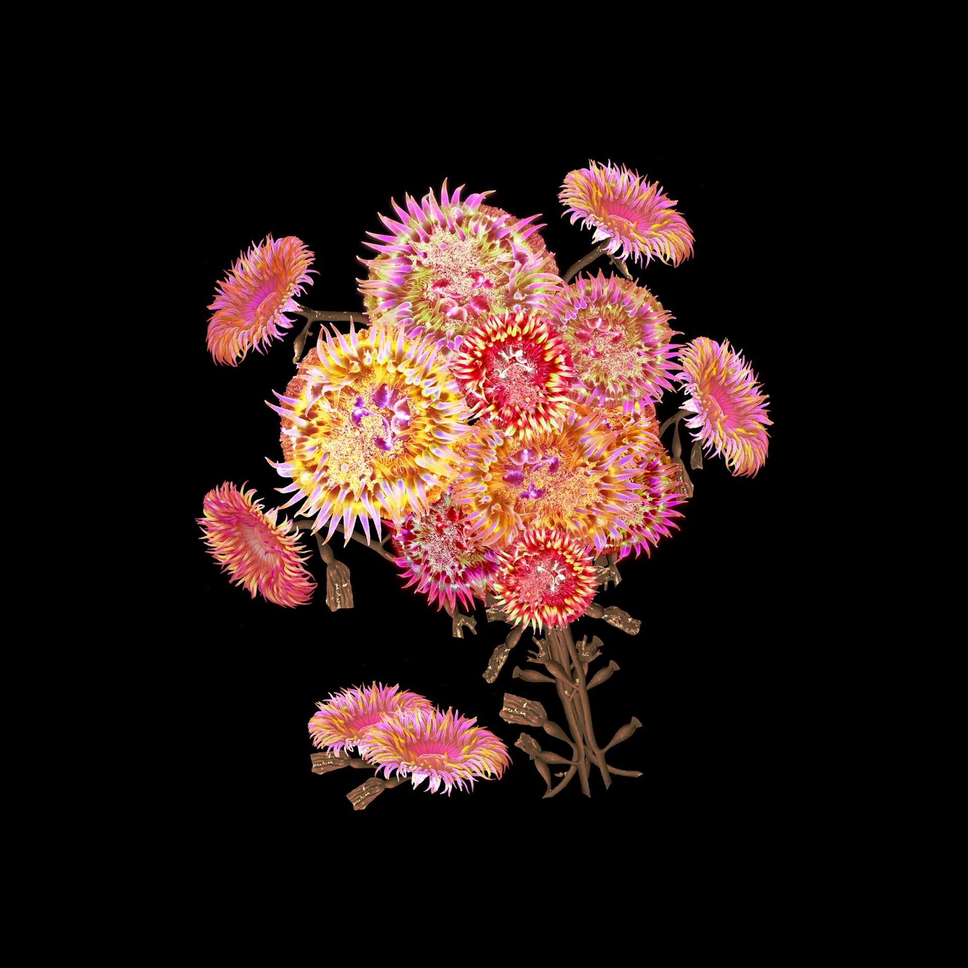 Sea Anemone Bouquet in reds and yellows