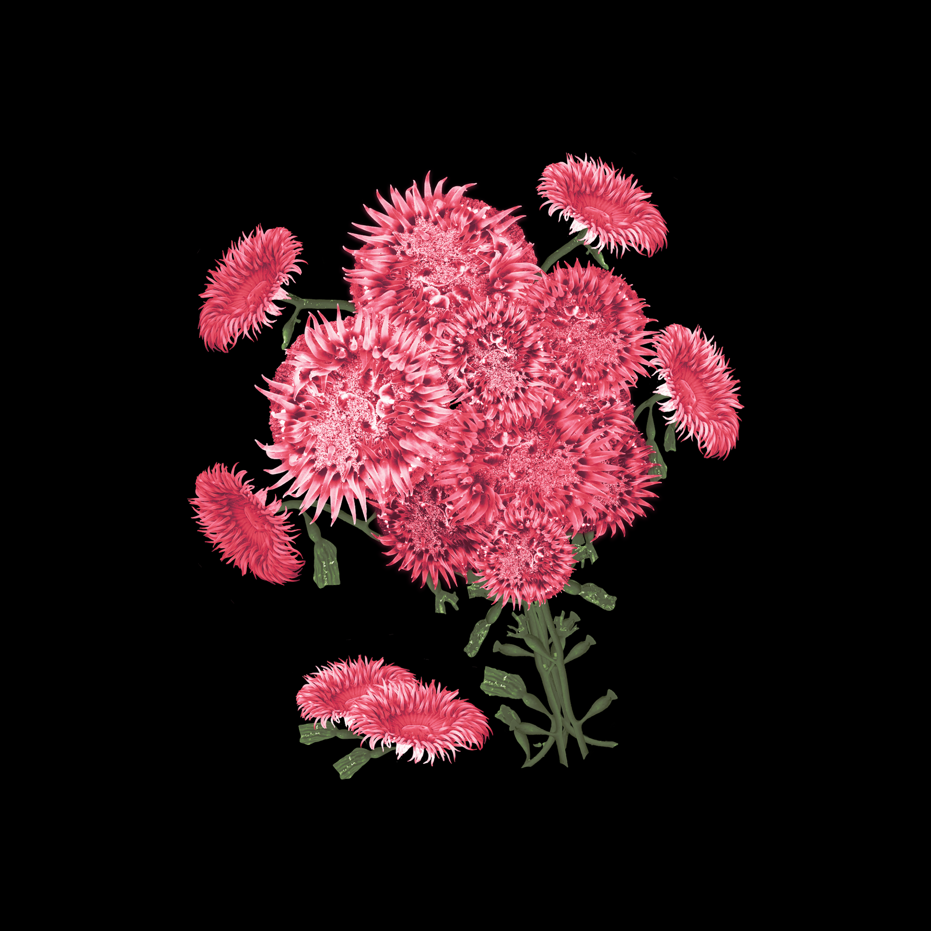 Sea Anemone Bouquet in magenta