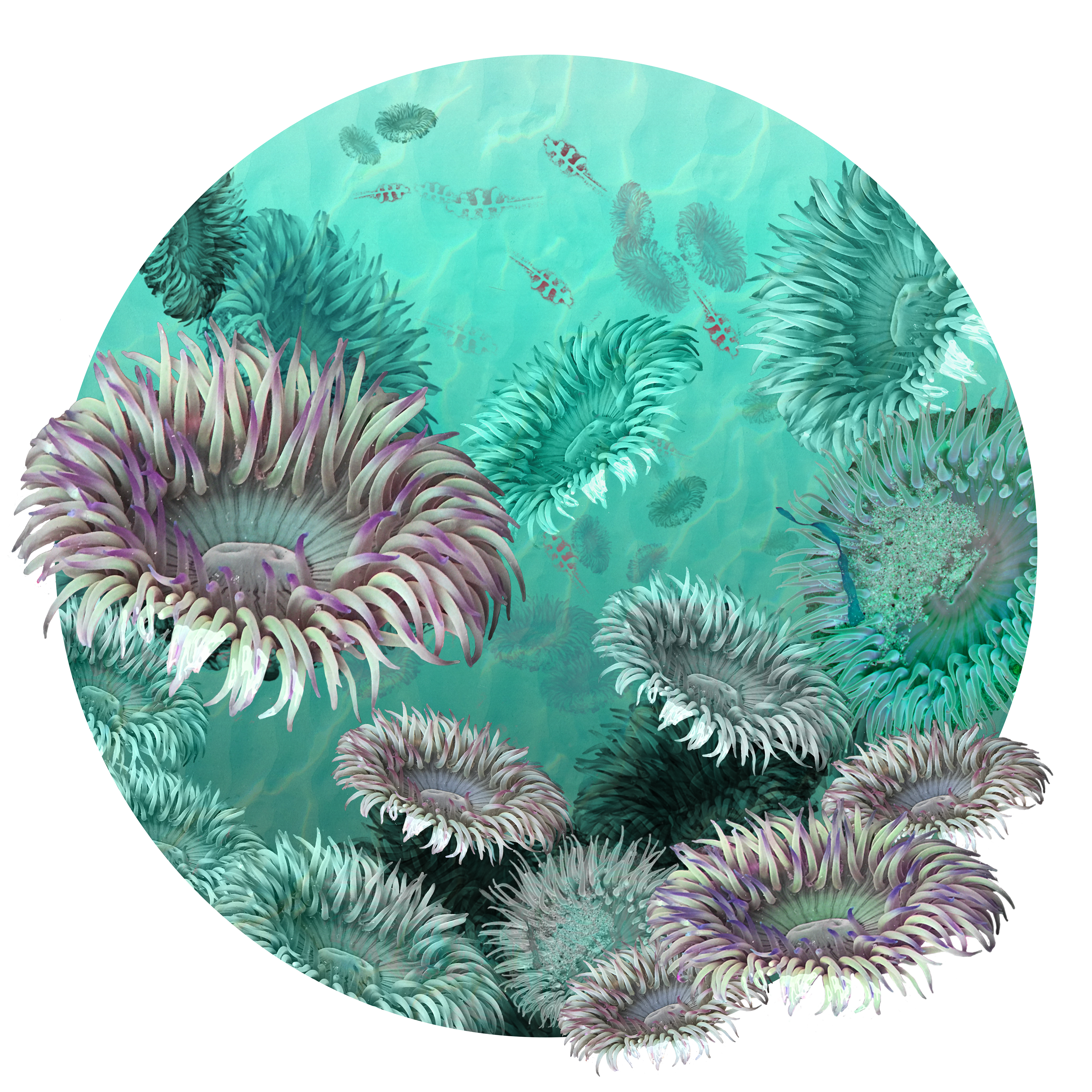 Keep Your Friends Close... and Your Anemones Closer
