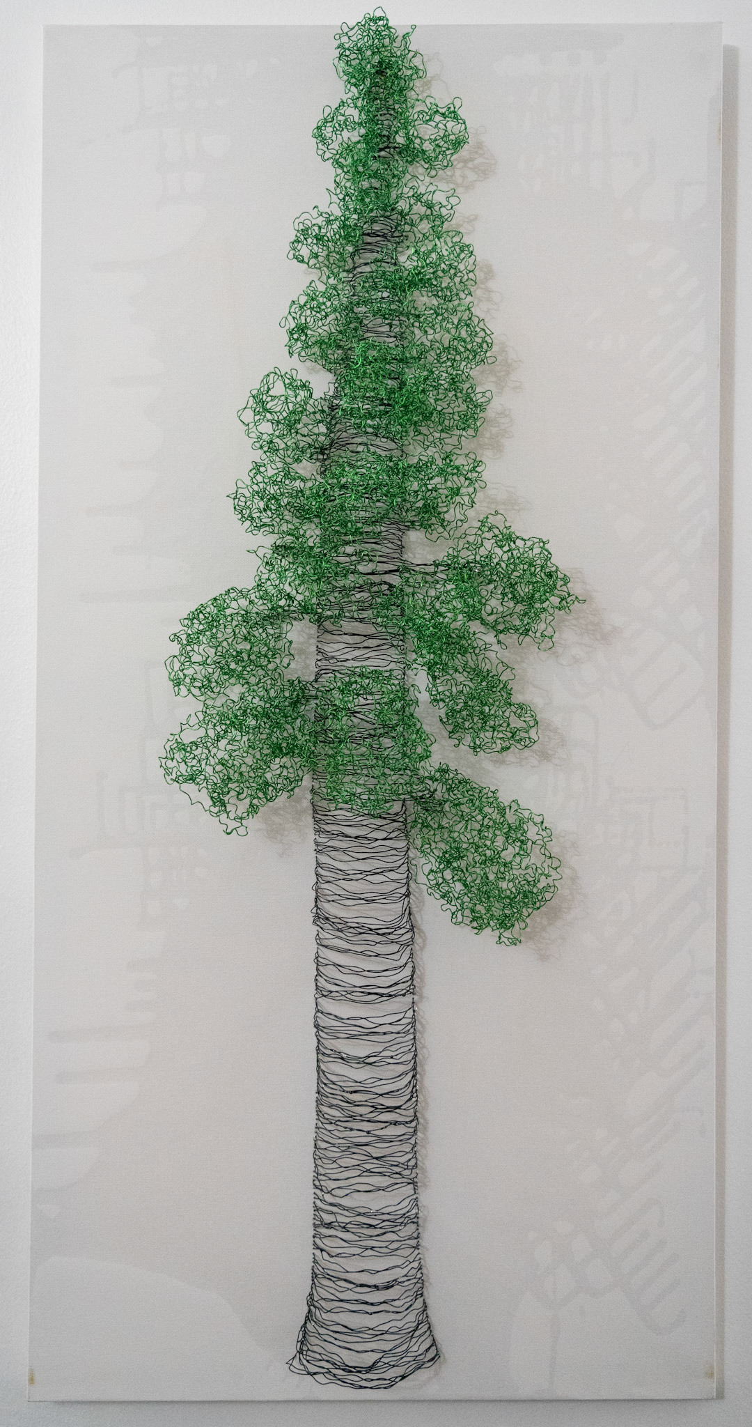 Sequoia