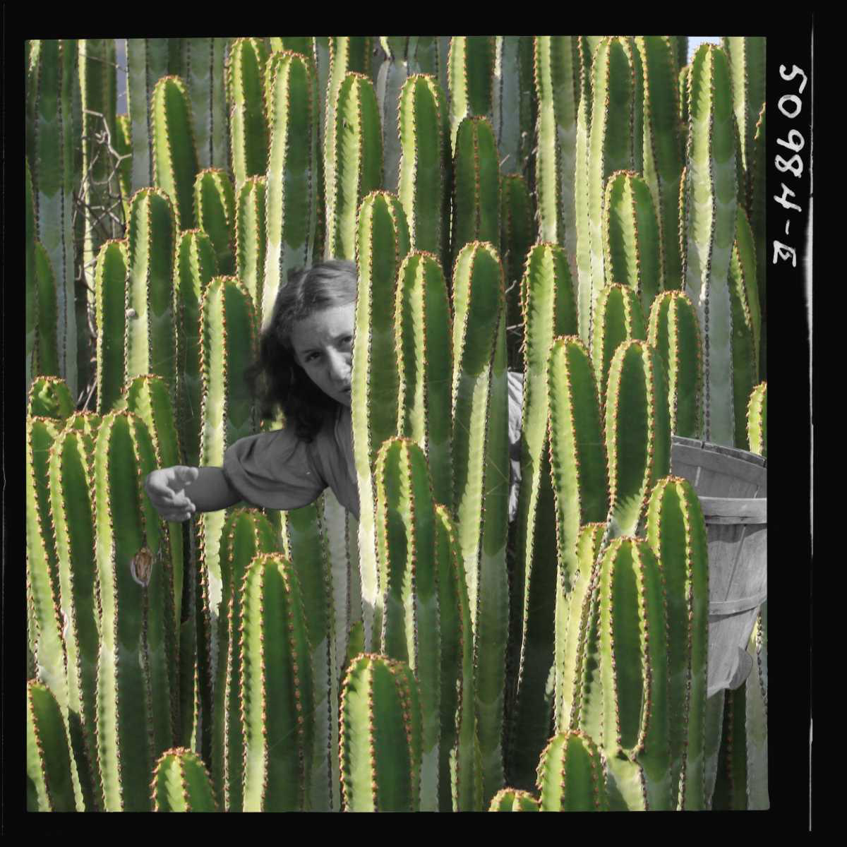 Picking Through Thorns