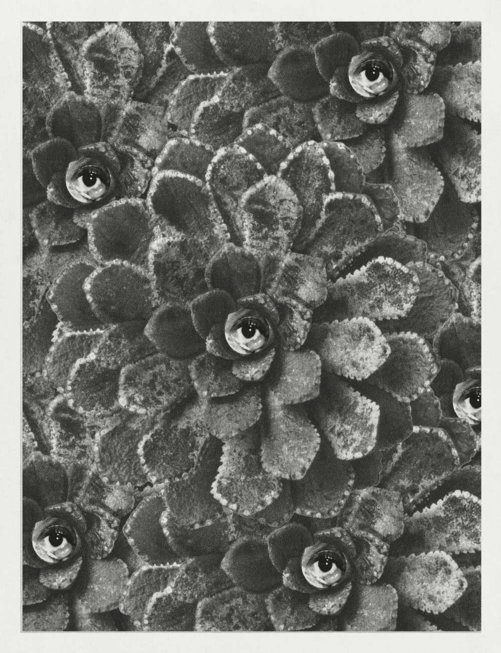Nature is Watching