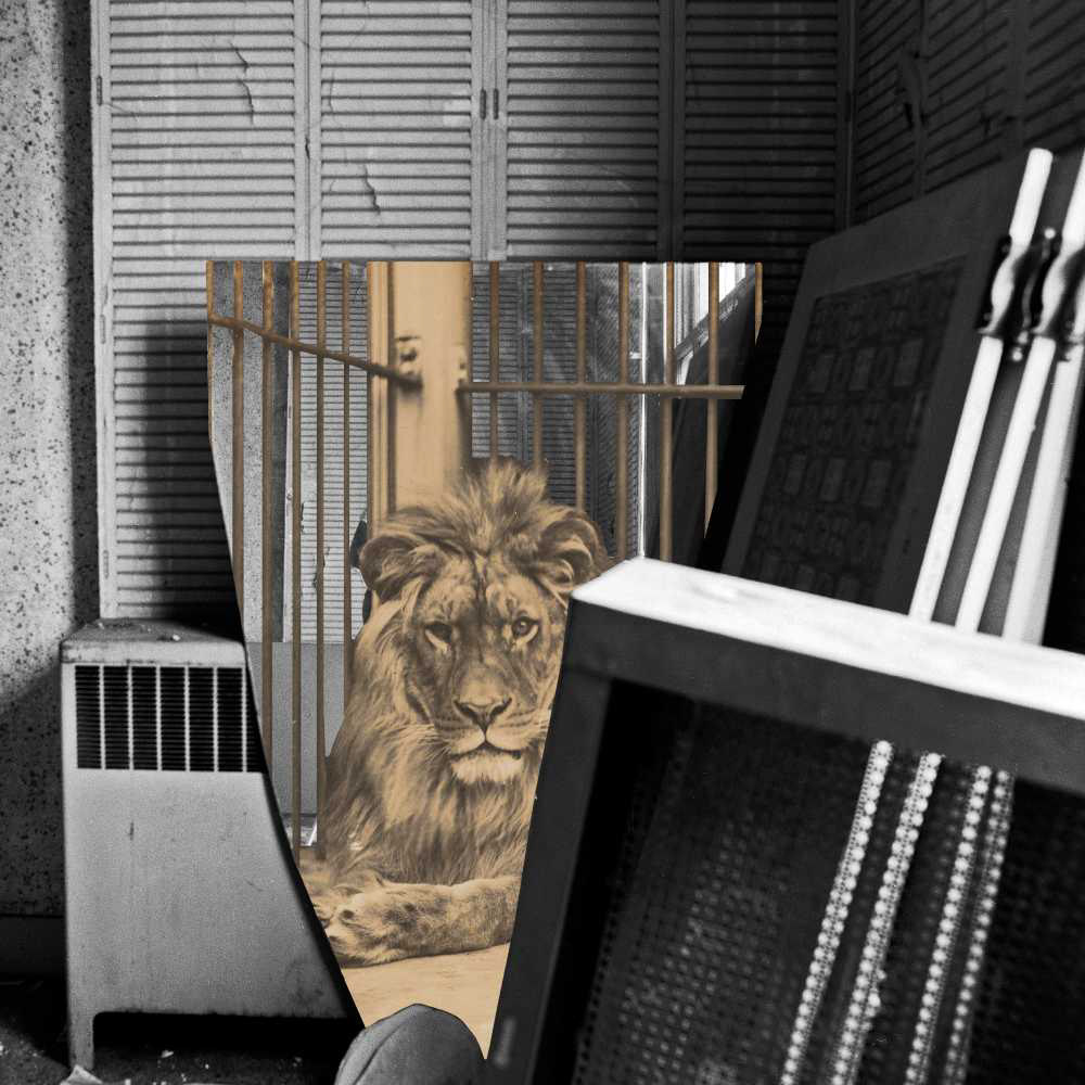 Caged Reflection