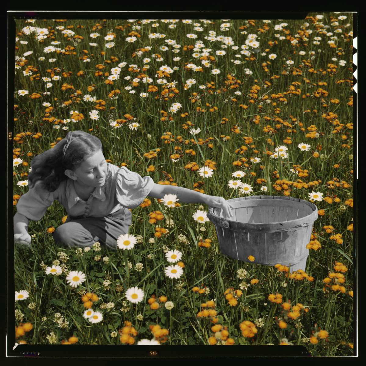 Picking Through Flowers