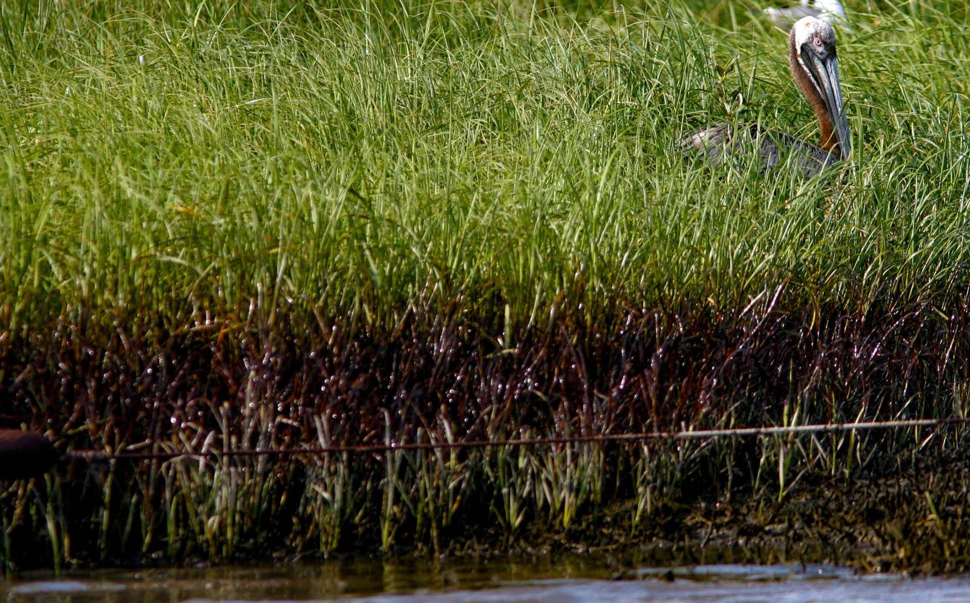 A pelican sits in the grass on an oil-stained island near  Grand Isle Tuesday.
