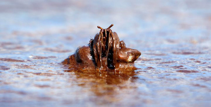 A Hermit Crab navigates the oil covered surf on the beach at Grand Isle, LA.