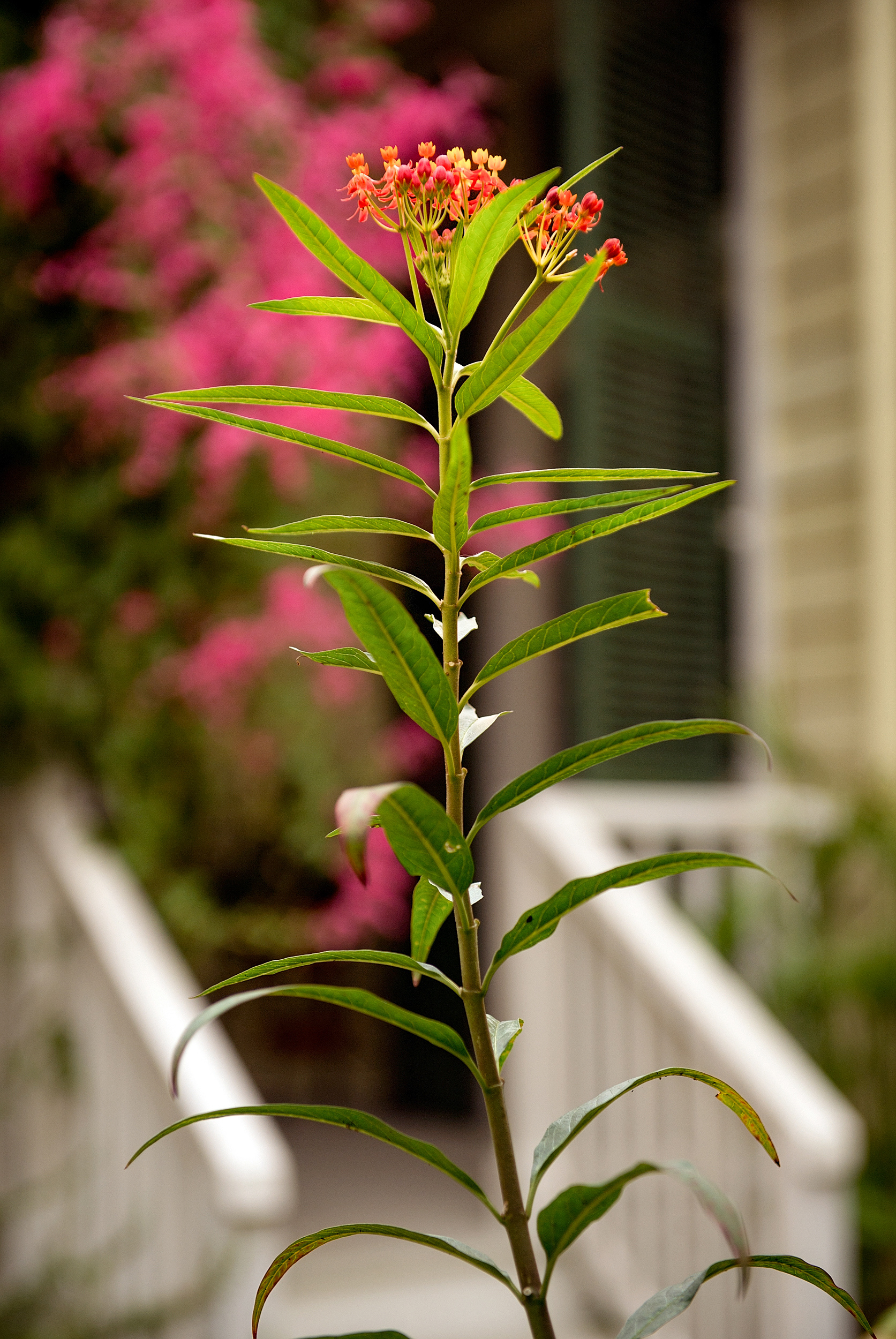 The Secret Gardens of the Vieux Carre.