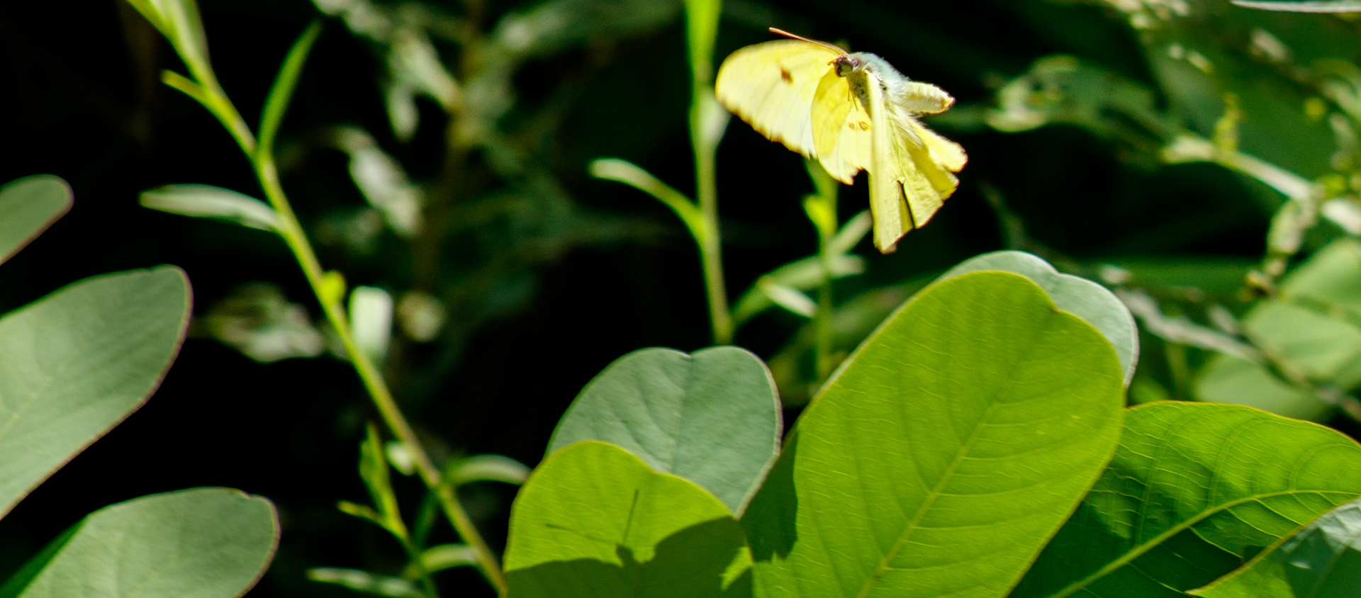 Butterfly Walk at City Park, 2025