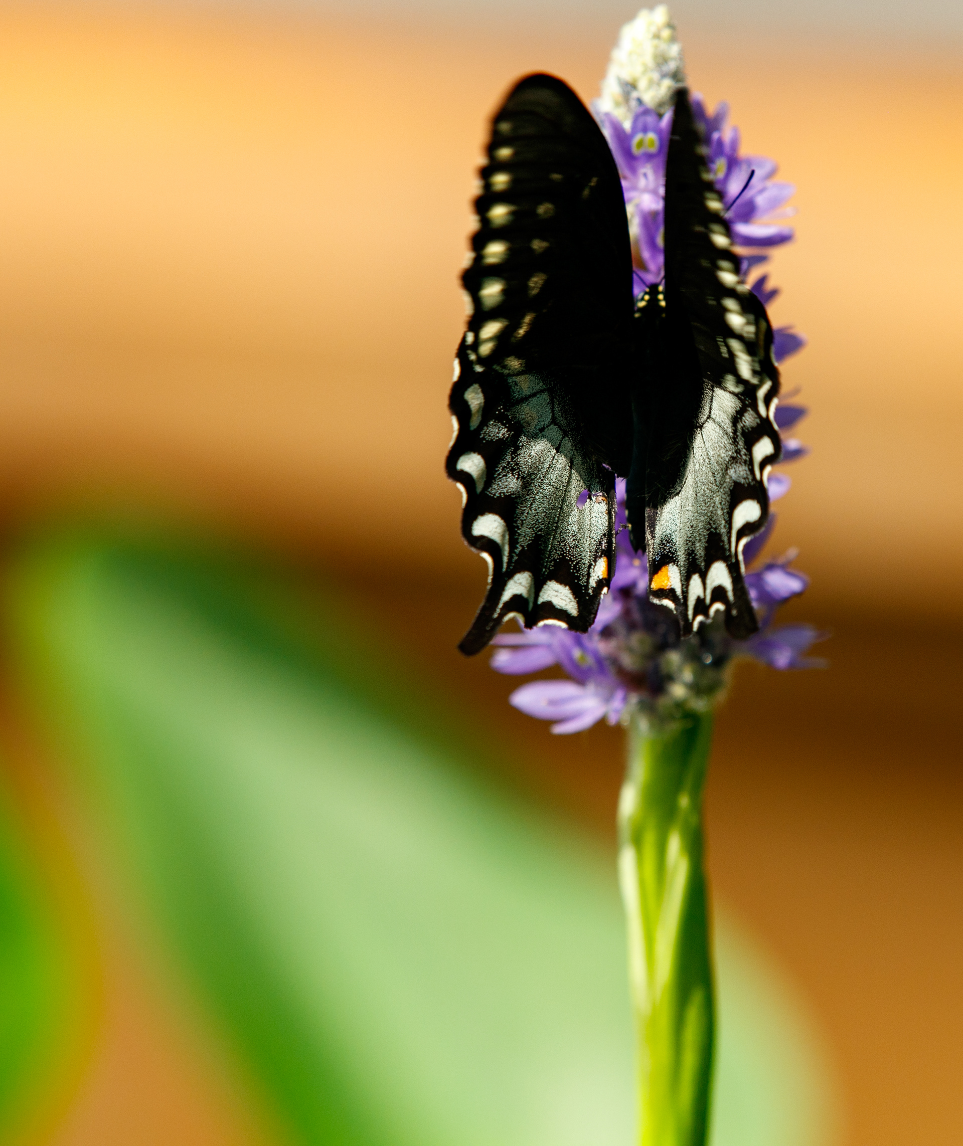 Butterfly Walk at City Park, 2025