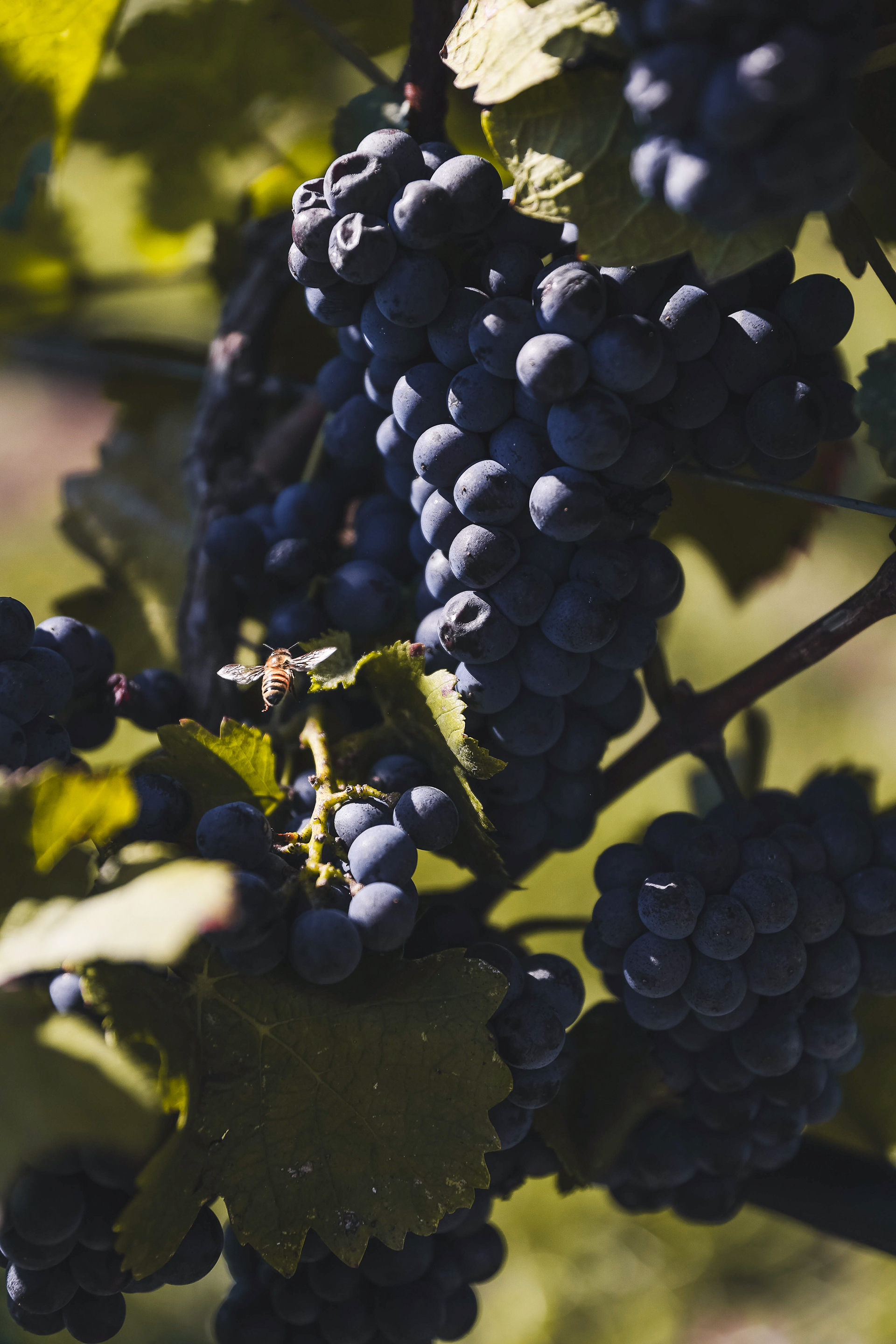 WINE BON - 2022