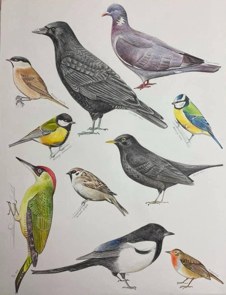 Oiseaux du jardin - Crayons de couleurs - 2020