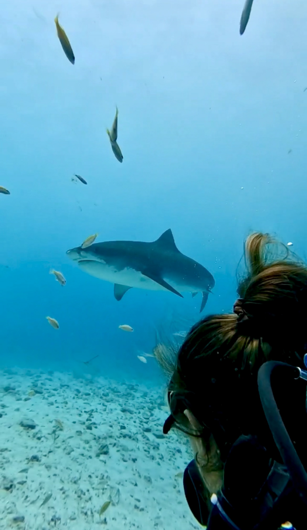 Tiger Shark Dive