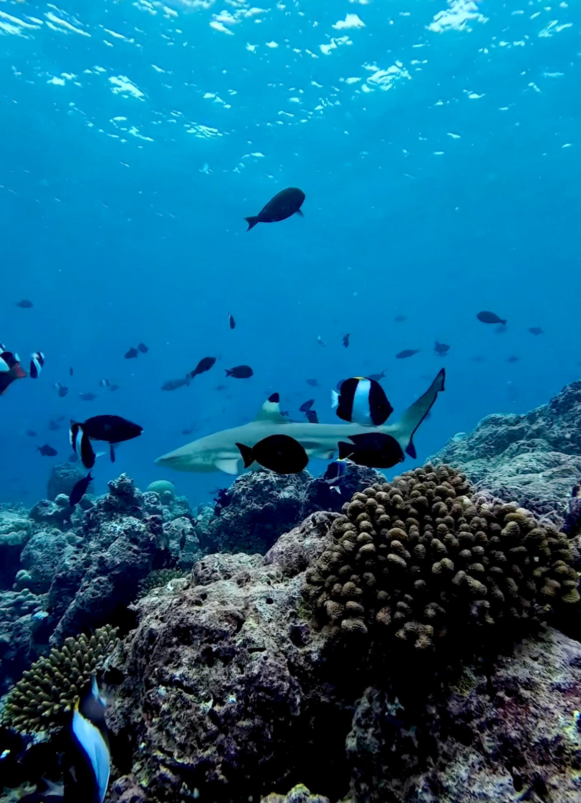 Black Tip Reef Shark