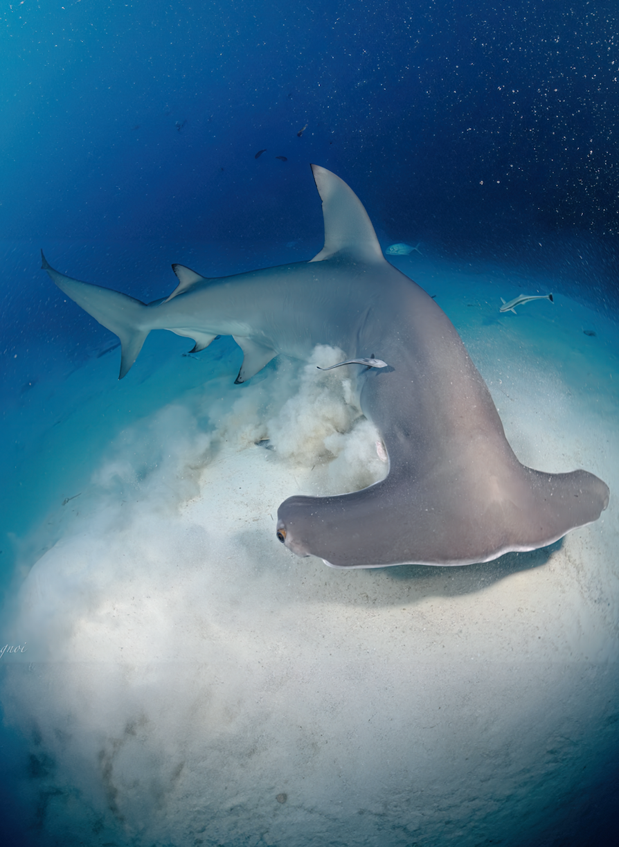 Hammerhead Shark