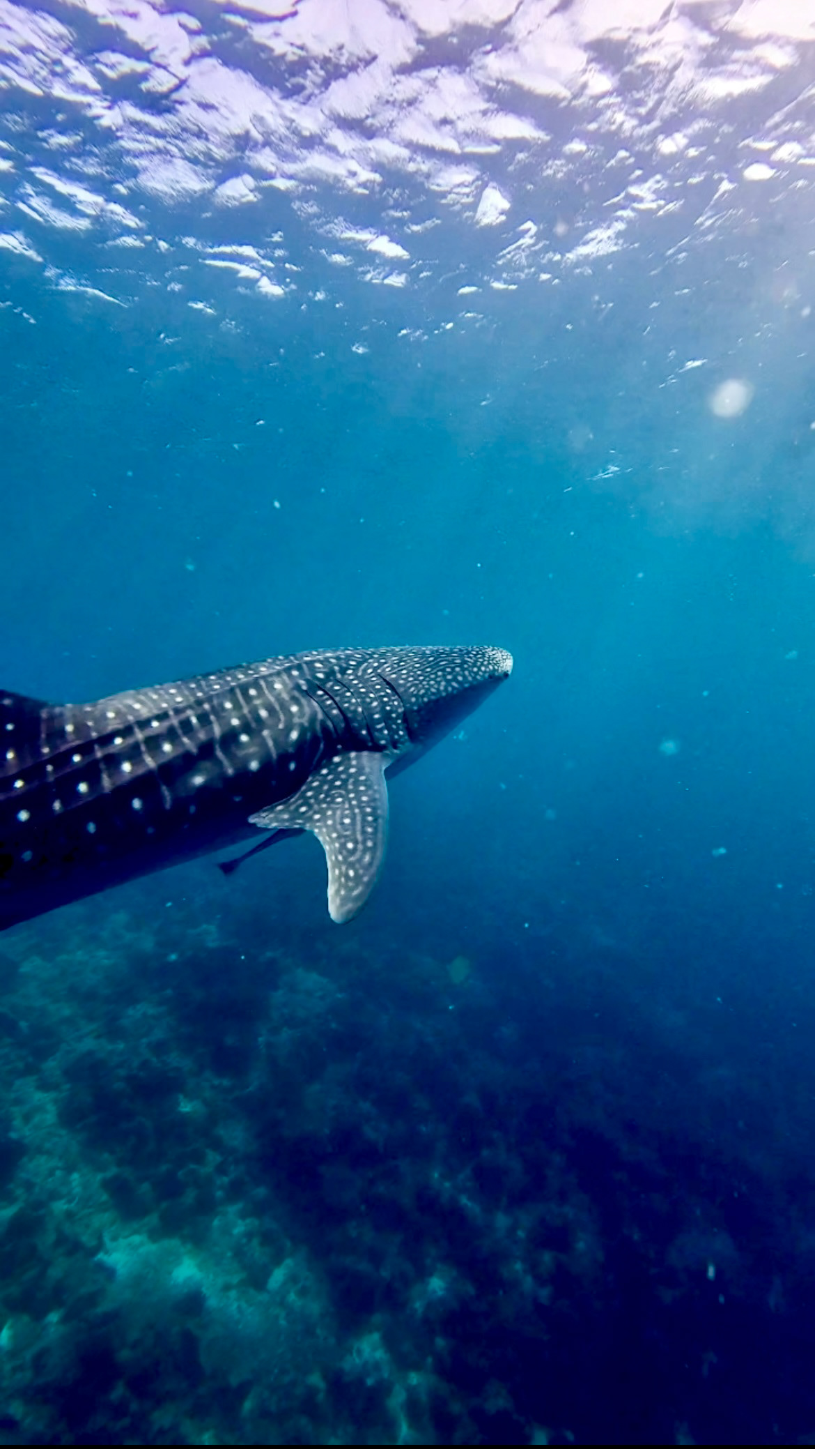 Feeding Whale Shark