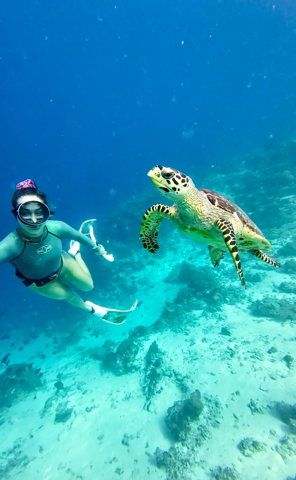 Turtle Point Dive