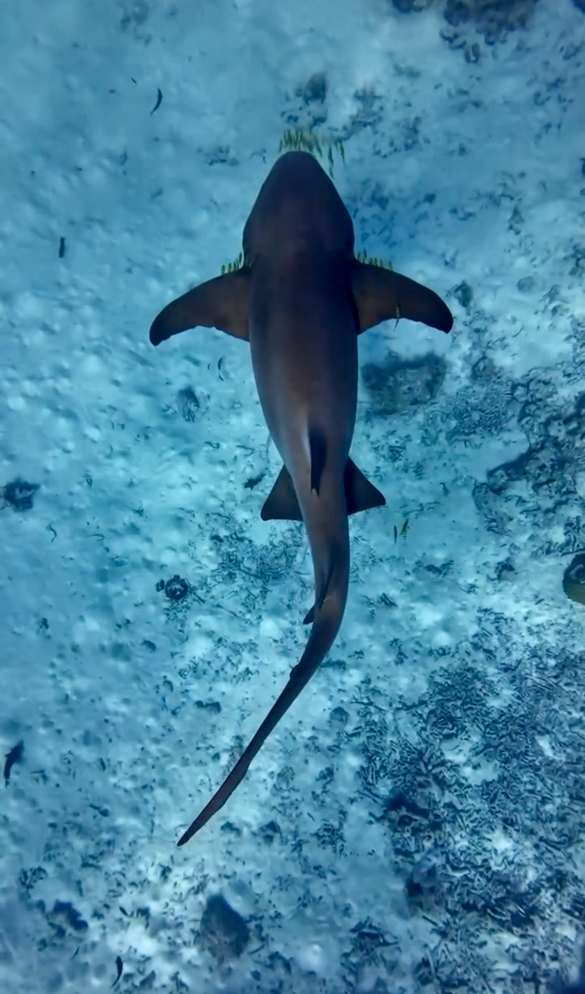 Nurse Shark