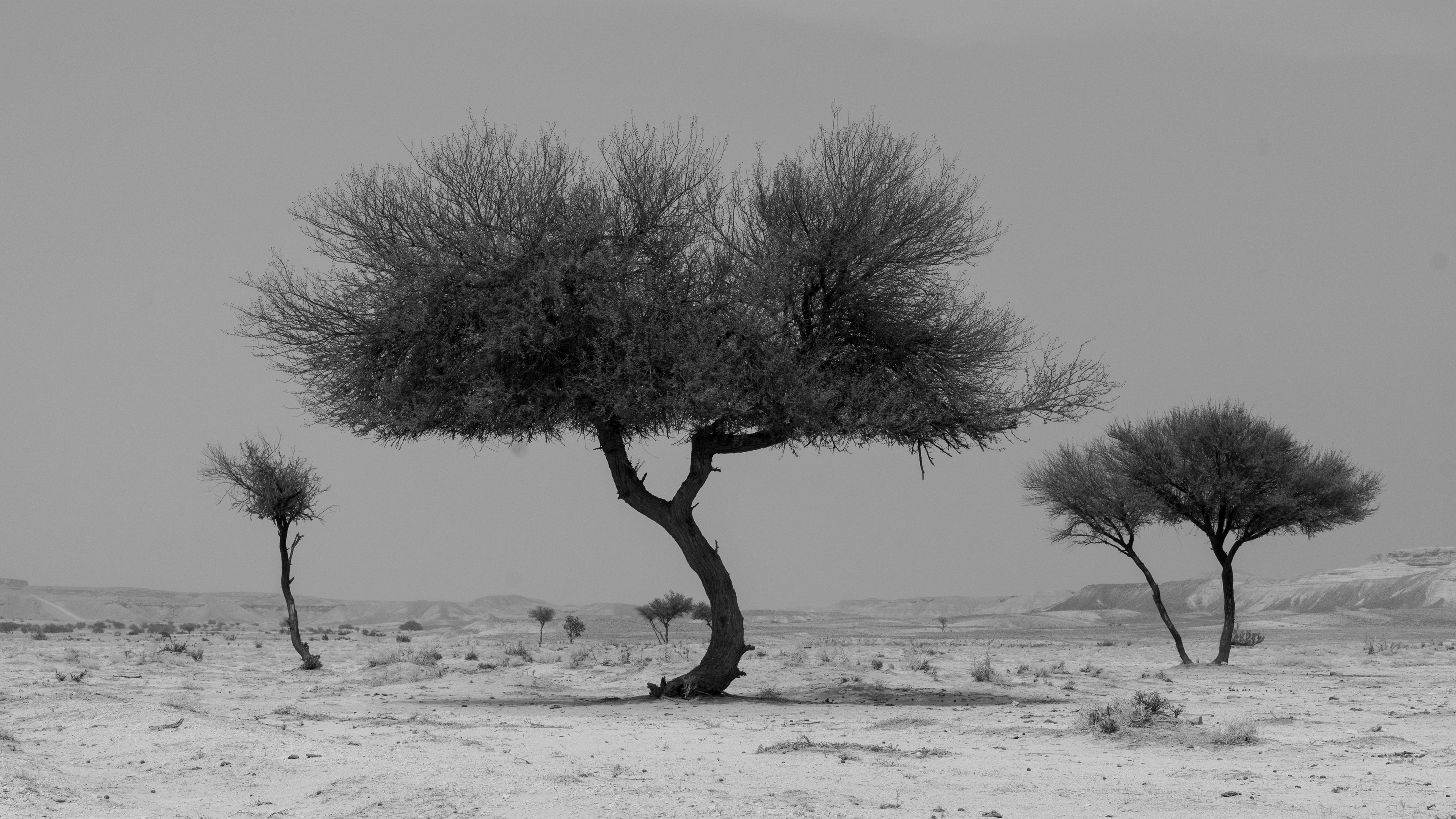 2025                                           طلحه                                                    