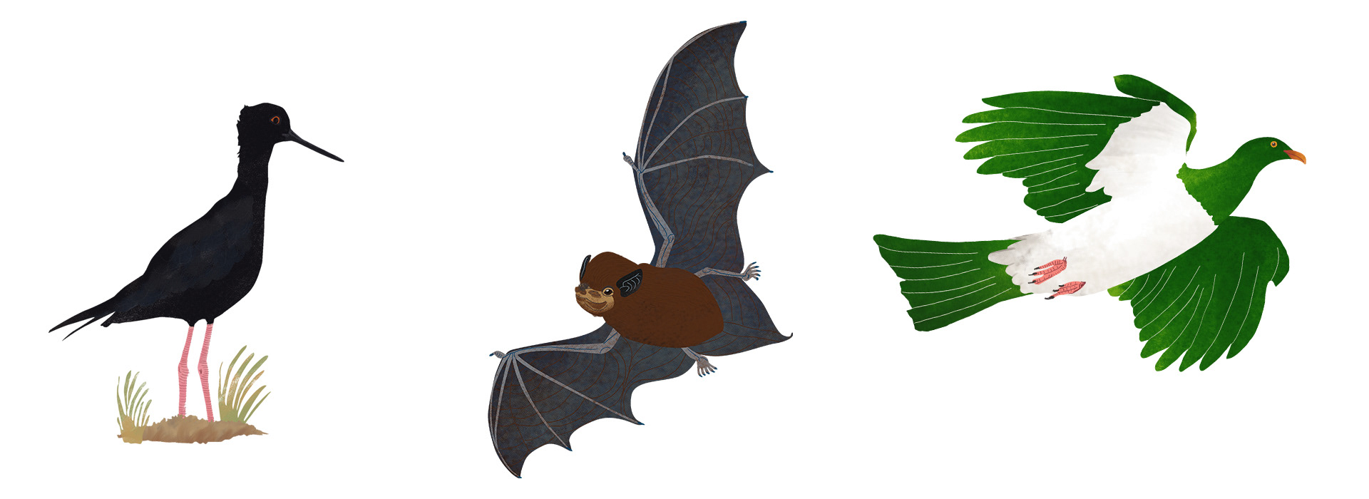 Black stilt, long tailed bat and a kererū illustration