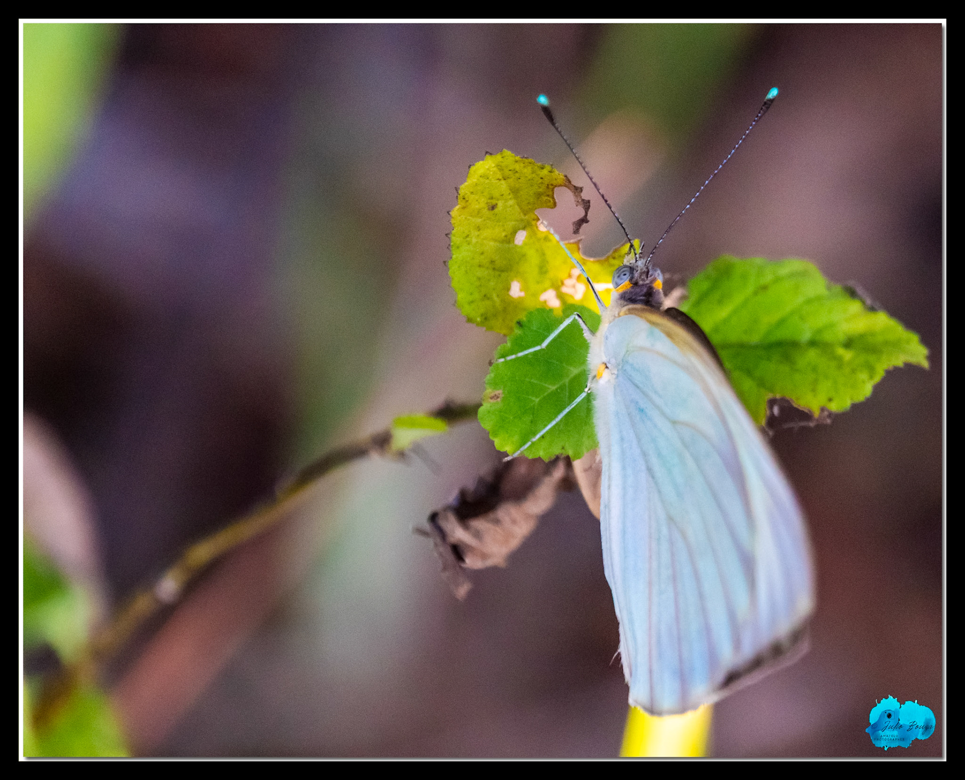 20210414 - Butterfly