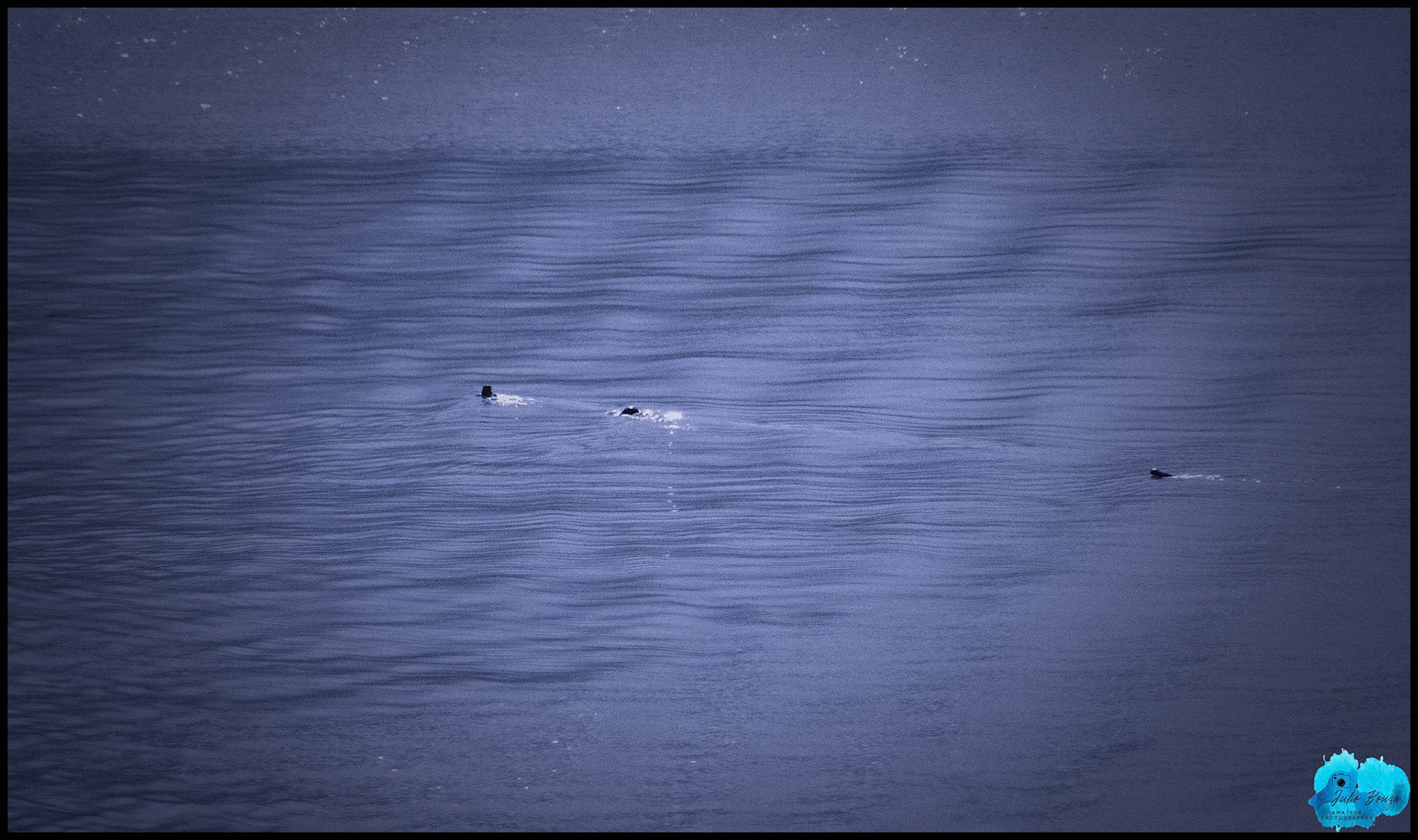 20240506 - Otters By Glacier Bay National Park and Preserve by Glacier Bay National Park and Preserve