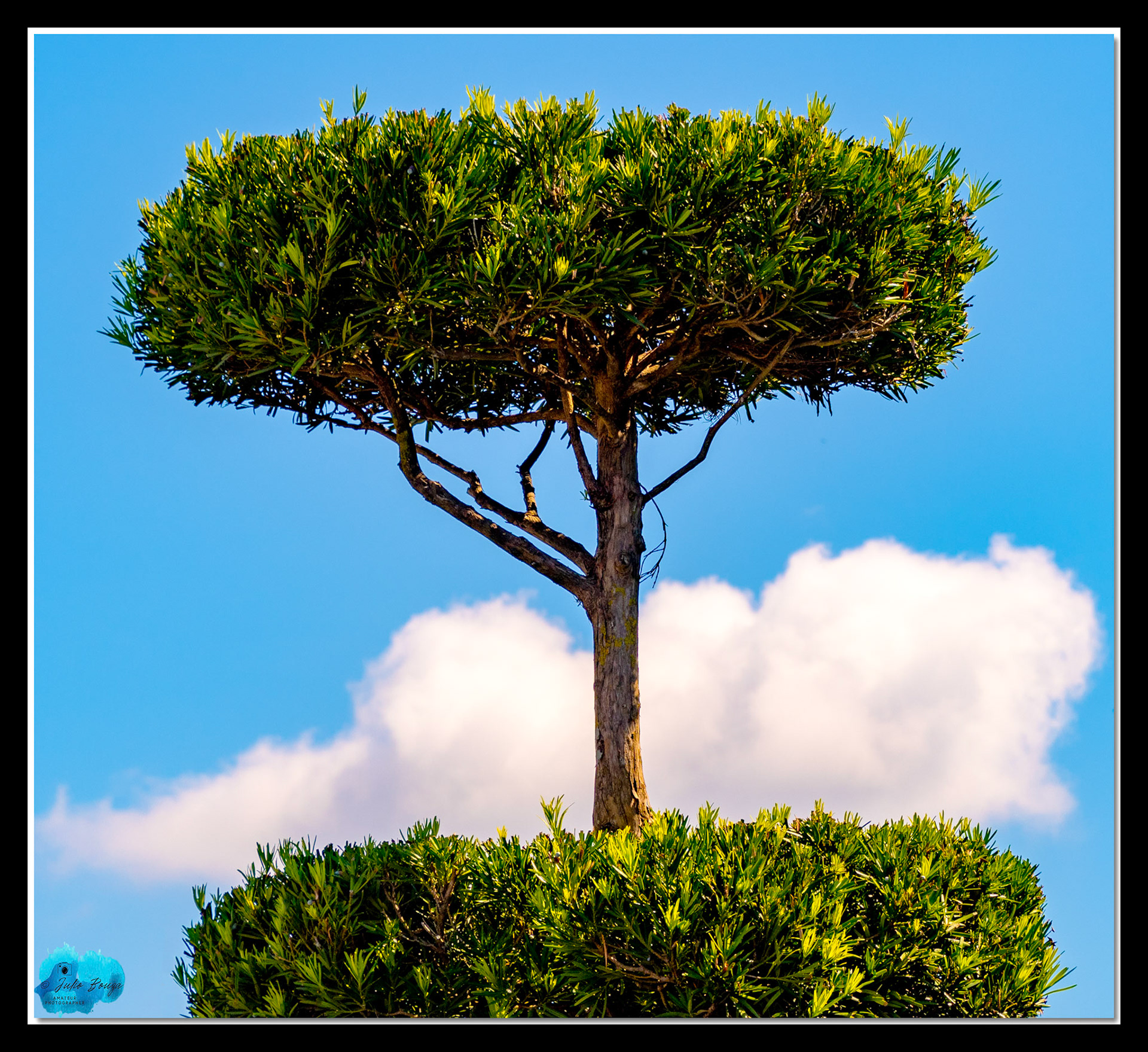 20210925 - Closeup Of Trees At Magic Kingdom Theme Park