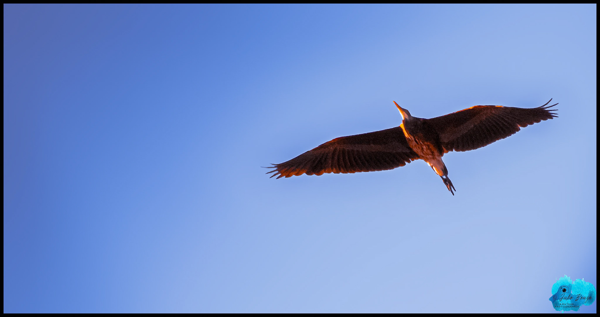 20240503 - Closeup of a Bird Flying