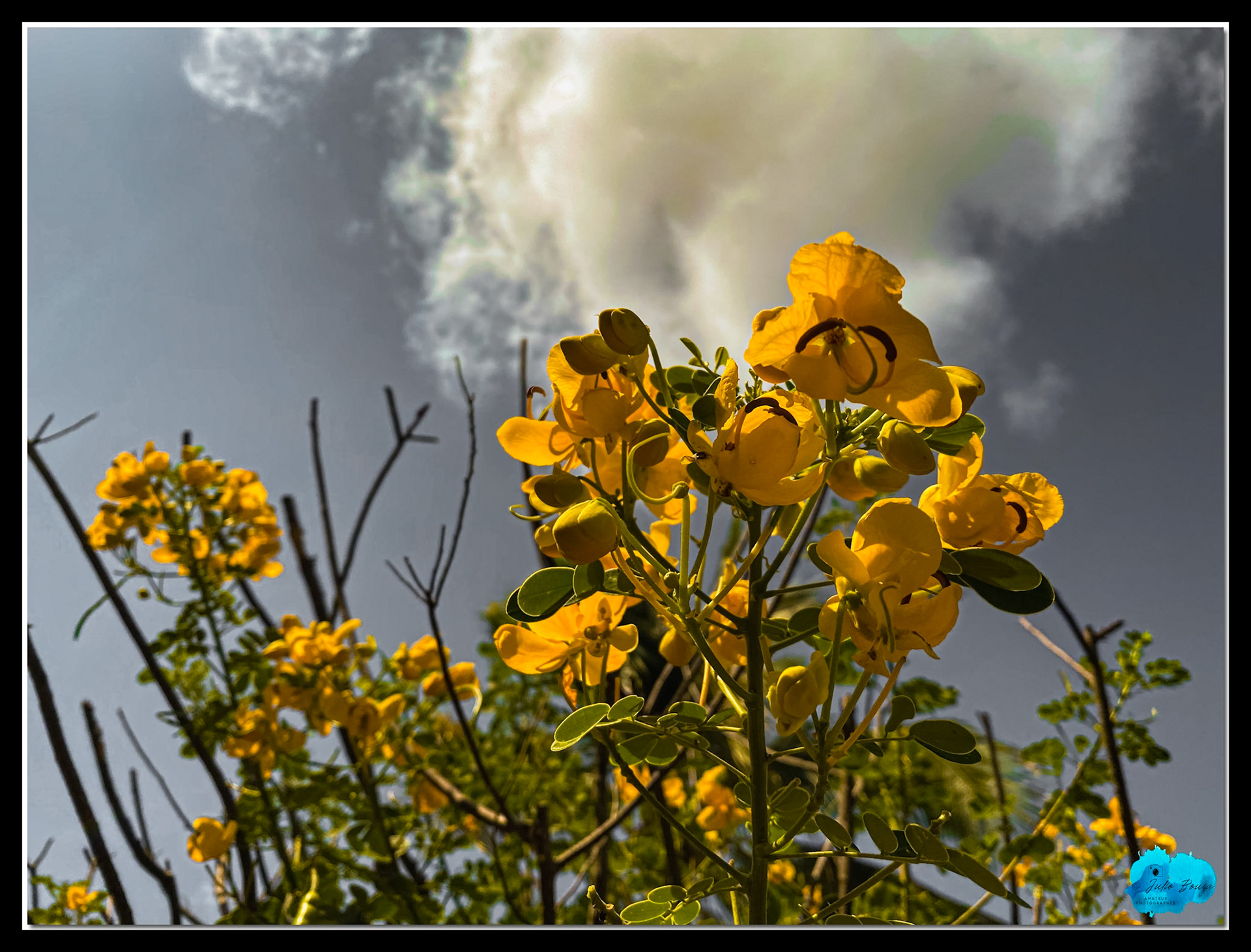 20210418 - Yellow Flowers
