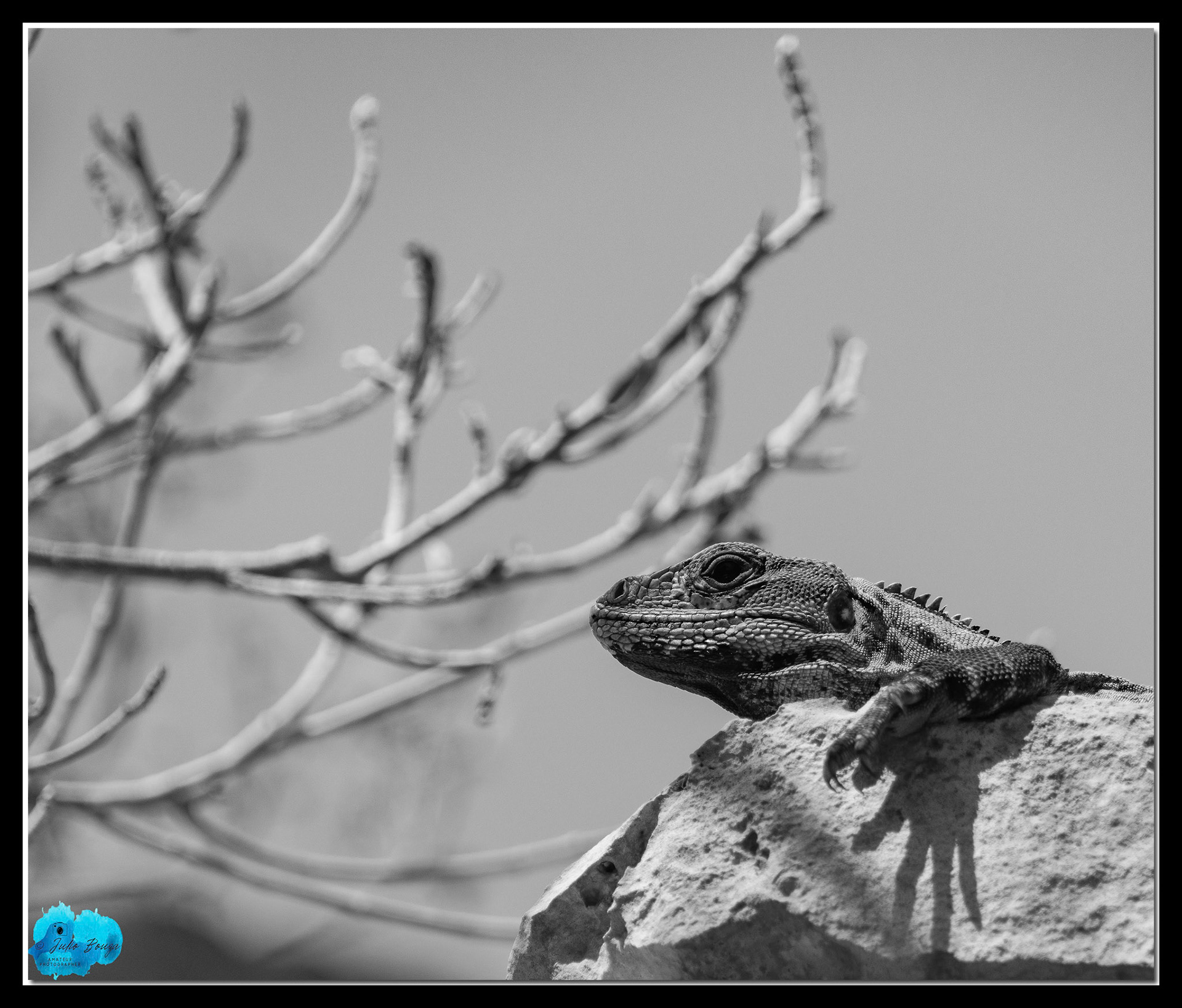 20220607 - B/W Closeup Of Iguana