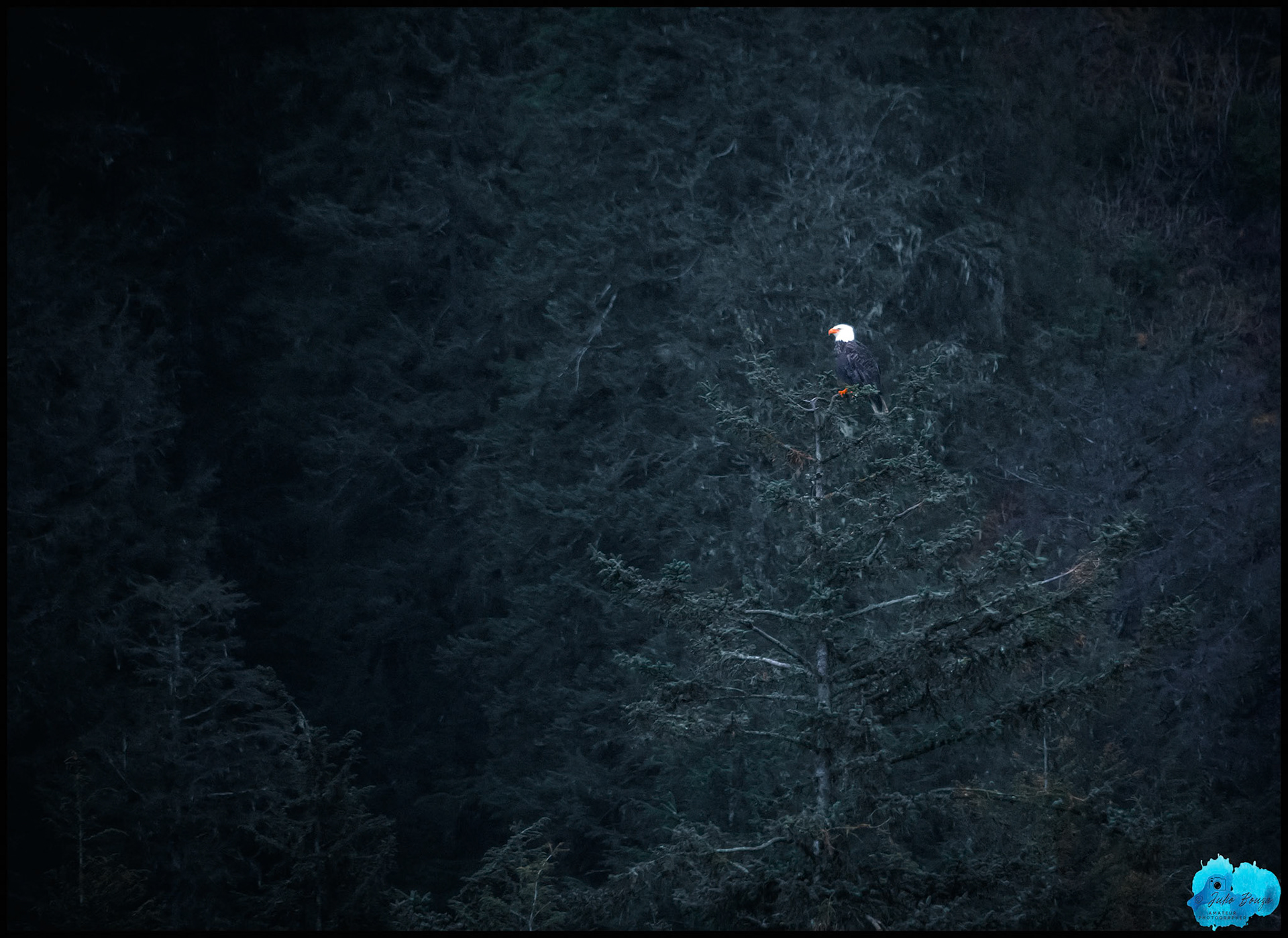 20240507 - Long Shot Of Perfged Eagle at Ice Stray Point