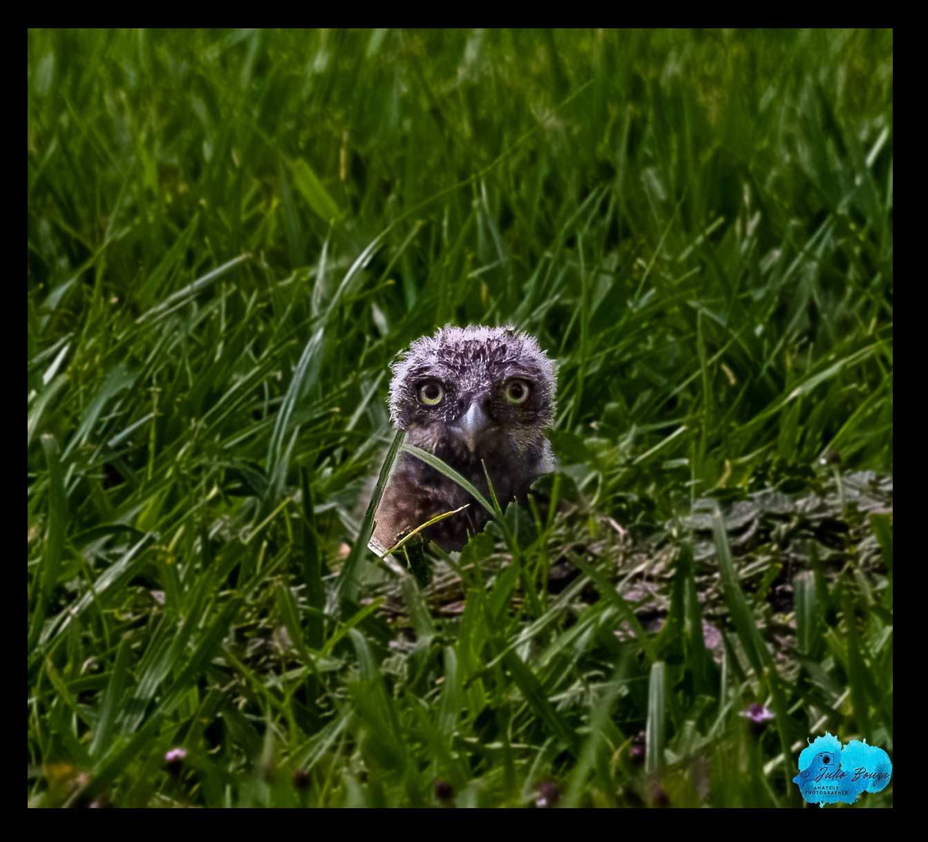 20230429 - Baby Burrowing Owl